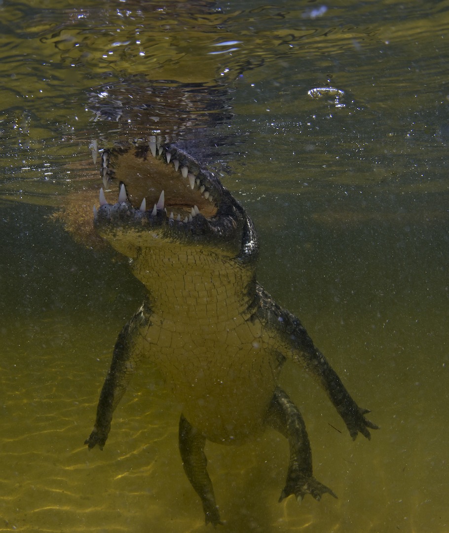 Shaped like giant lizards, American crocodiles have long and muscular tails that they use like propellers. They have four short legs, with five toes on the front feet and four at the back. Adult crocodiles are greyish-green on top, and whitish-yellow underneath. 