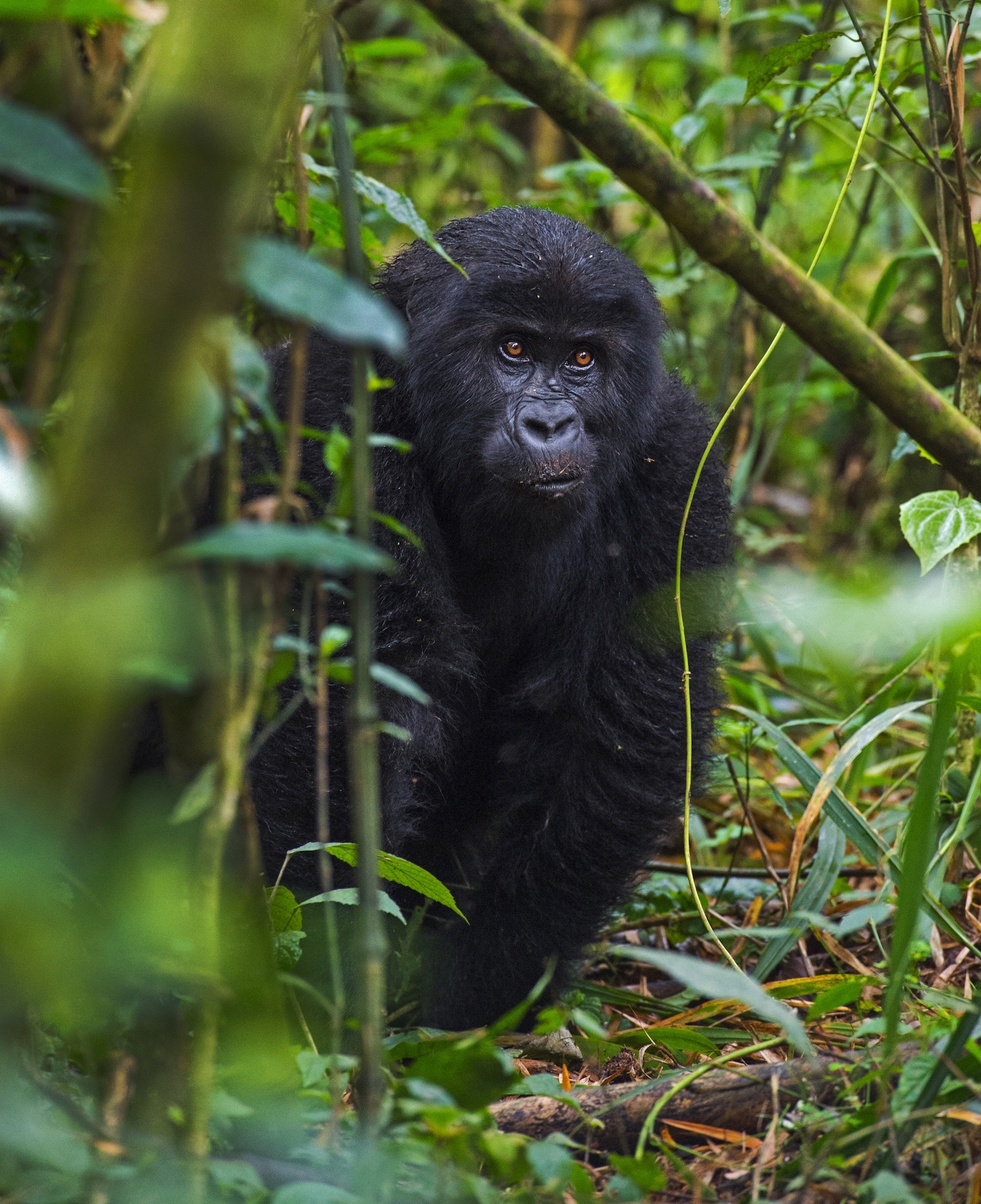 We’d trekked through the extremely dense forests of Kahuzi-Biega National Park for over three hours without seeing a single eastern lowland gorilla. Then, unexpectedly, we came upon this young male. He was shy and cautious, definitely not a creature habituated to seeing humans. 