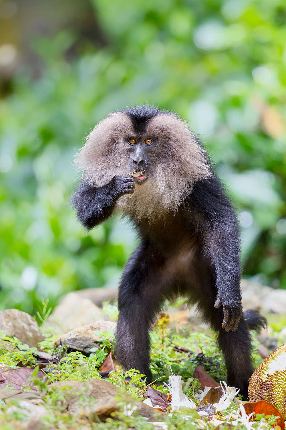 Among the smallest of the macaques, lion-tailed macaques reach an average height of 40-61 cm. Photo: Arindam Bhattacharya
