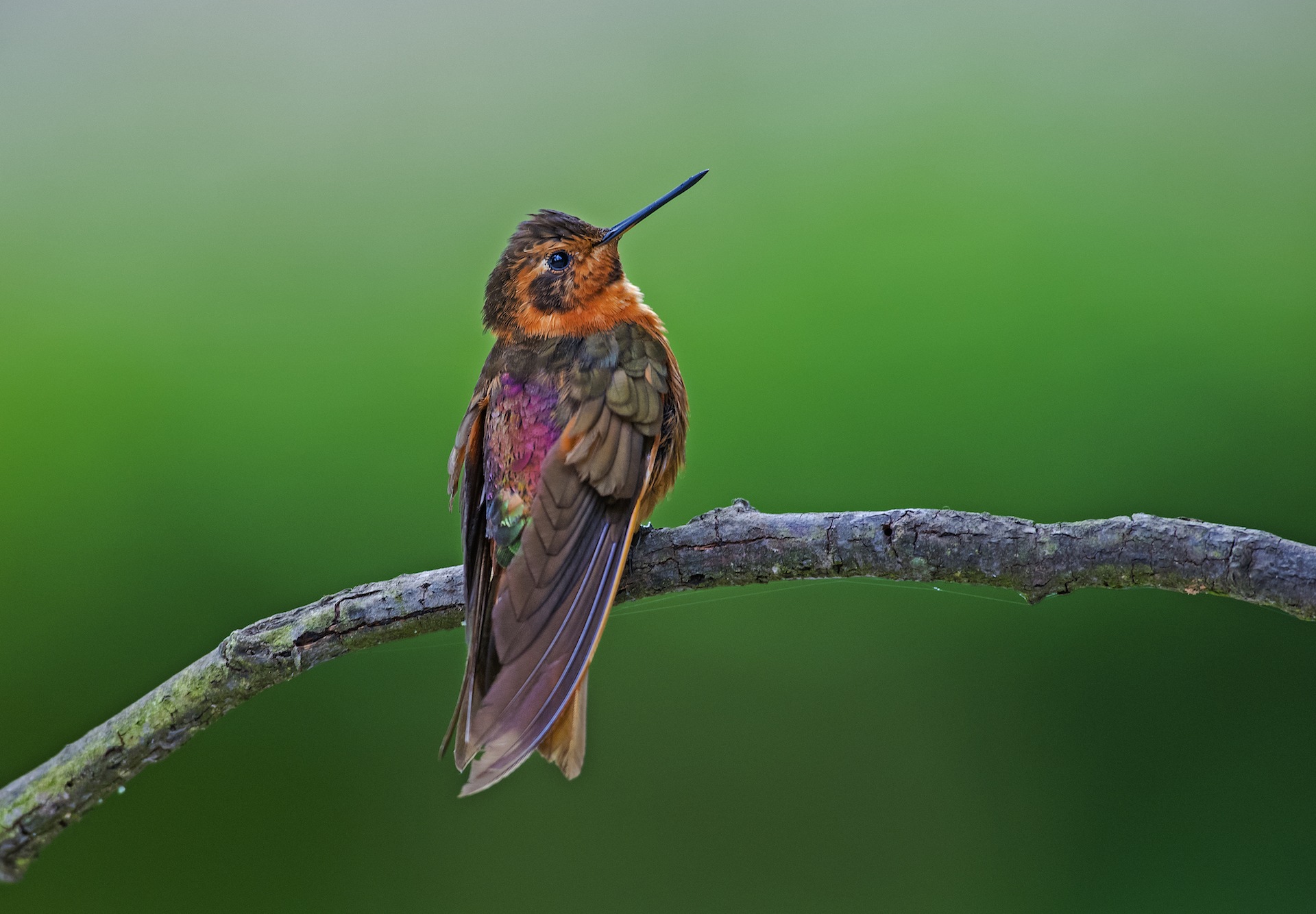 The white-necked Jacobin (top) is a striking sight, largely because of its exquisite plumage. It is vividly pigmented, but also has specialised feathers that are designed to capture and reflect light. As a result, certain parts of the bird change colour with the angle of light hitting their feathers (like a soap bubble). The shining sunbeam hummingbird (bottom) displays these feathers on its back. 


