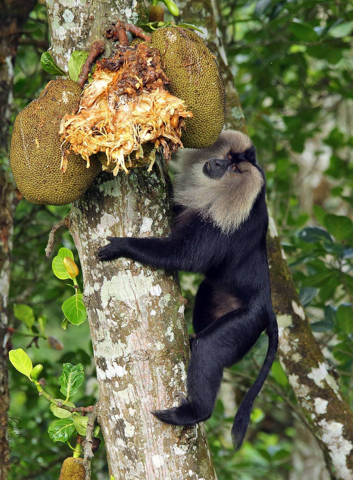 Jackfruit is one of the lion-tailed macaque’s favourite foods. These monkeys may also supplement their frugivorous diet with insects and small vertebrates. Photo: Karthikeyan Shanmugasundaram
