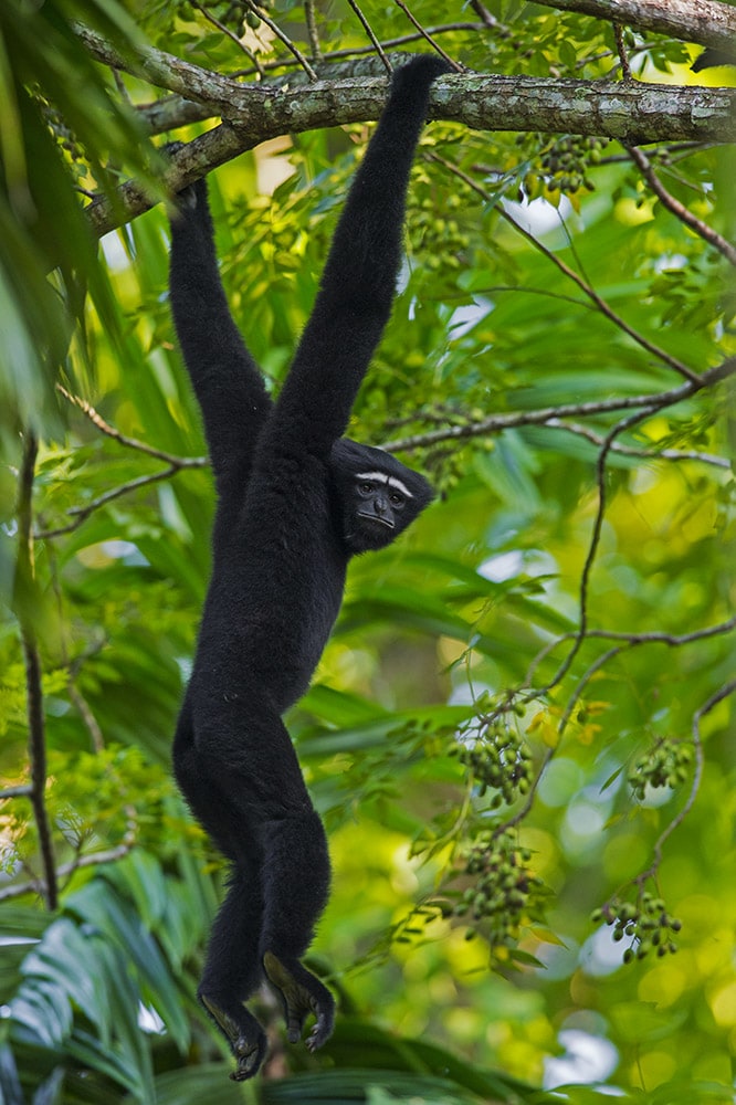 Hollongapar has a sizeable population of hoolock gibbons and is named after the only species of apes found in the country.
Photo: Dhritiman Mukherjee

