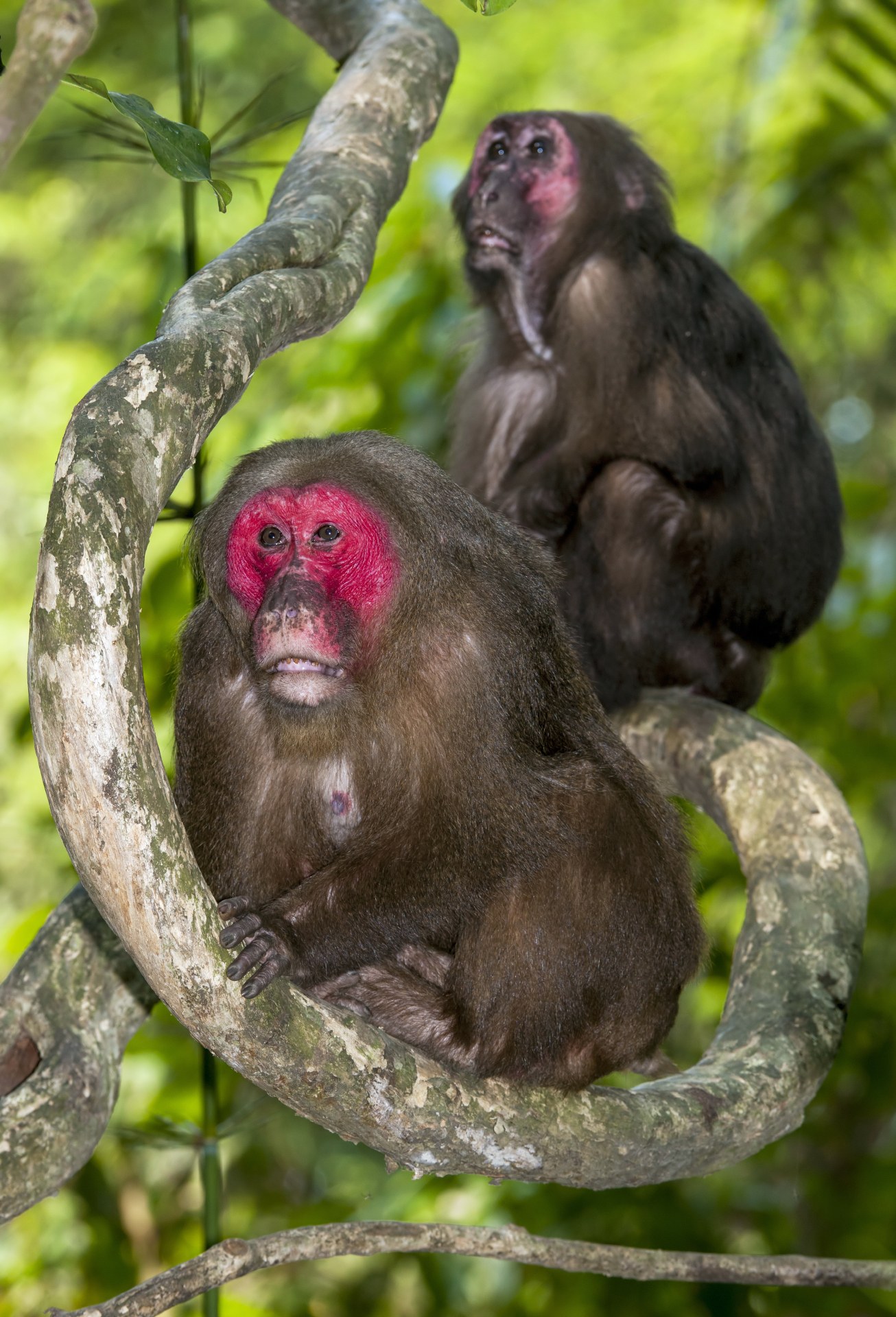 Males too are part of the troop, but they are not core members, and do not share the same social standing as females. Interestingly, primatologists have observed that macaques that are patrilineal in nature are far more aggressive, as males spend considerable time displaying (or maintaining) their dominant status. In the case of matrilineal kinship, dominance is granted to the eldest members, resulting in far less conflict. Photo: Udayan Borthakur