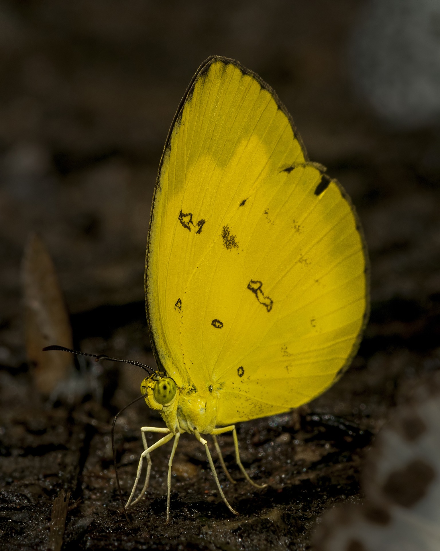 Tiny one spot grass yellow (Eurema andersonii) butterflies have somewhat rounded wings, and are named for the single spot they have at the base of the forewing.  Photo: Udayan Borthakur