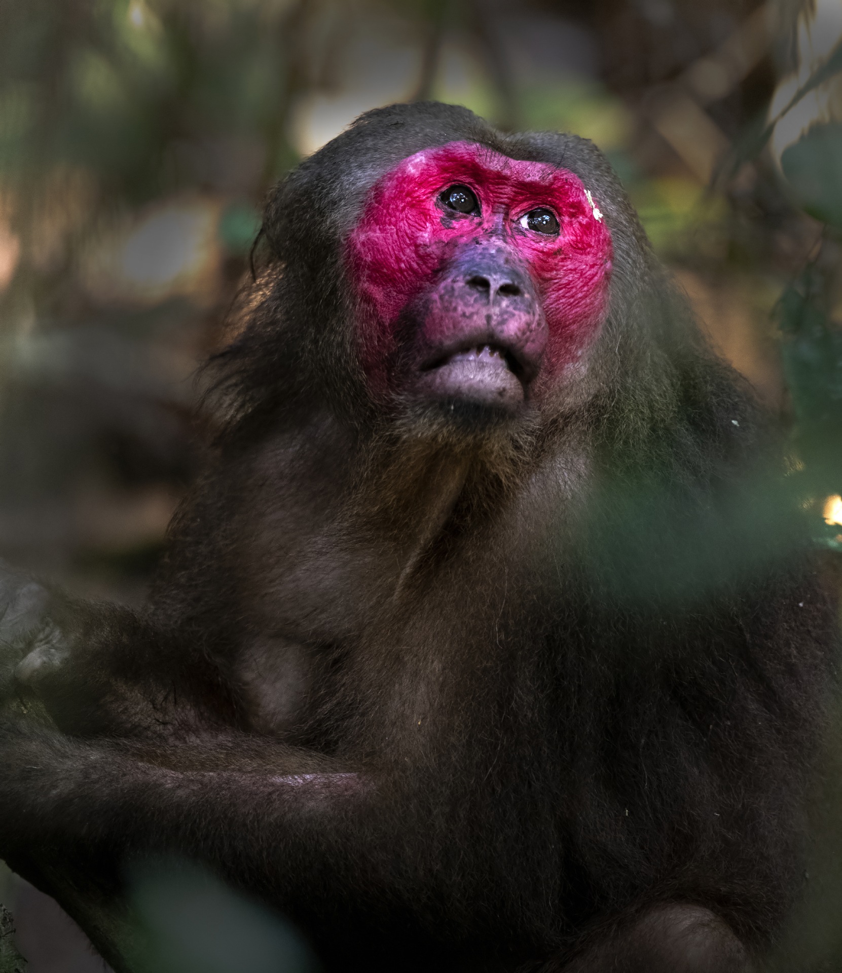 The stump-tailed macaque is easily identified by its strikingly bright reddish-pink face, which turns darker with age. Photo: Udayan Borthakur