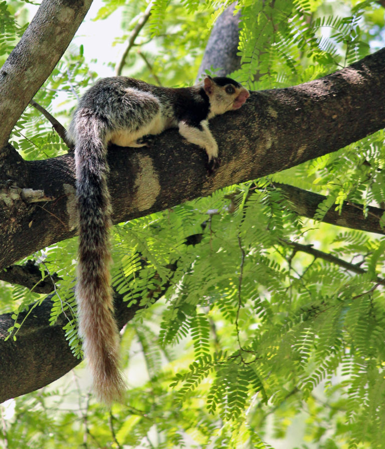 The grizzled giant squirrel (Ratufa macroura), a near threatened species, is found in parts of southern India and Sri Lanka. Photo by Firos AK/Wikimedia Commons.