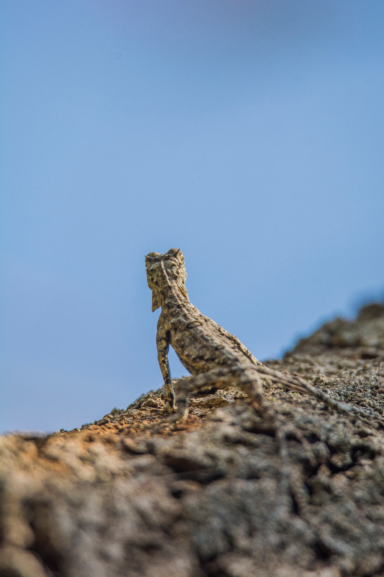 A draco lizard appears to be nothing more than a broken bit of bark until you notice its arms, legs and the horns behind the eyes. Photo: Samuel John