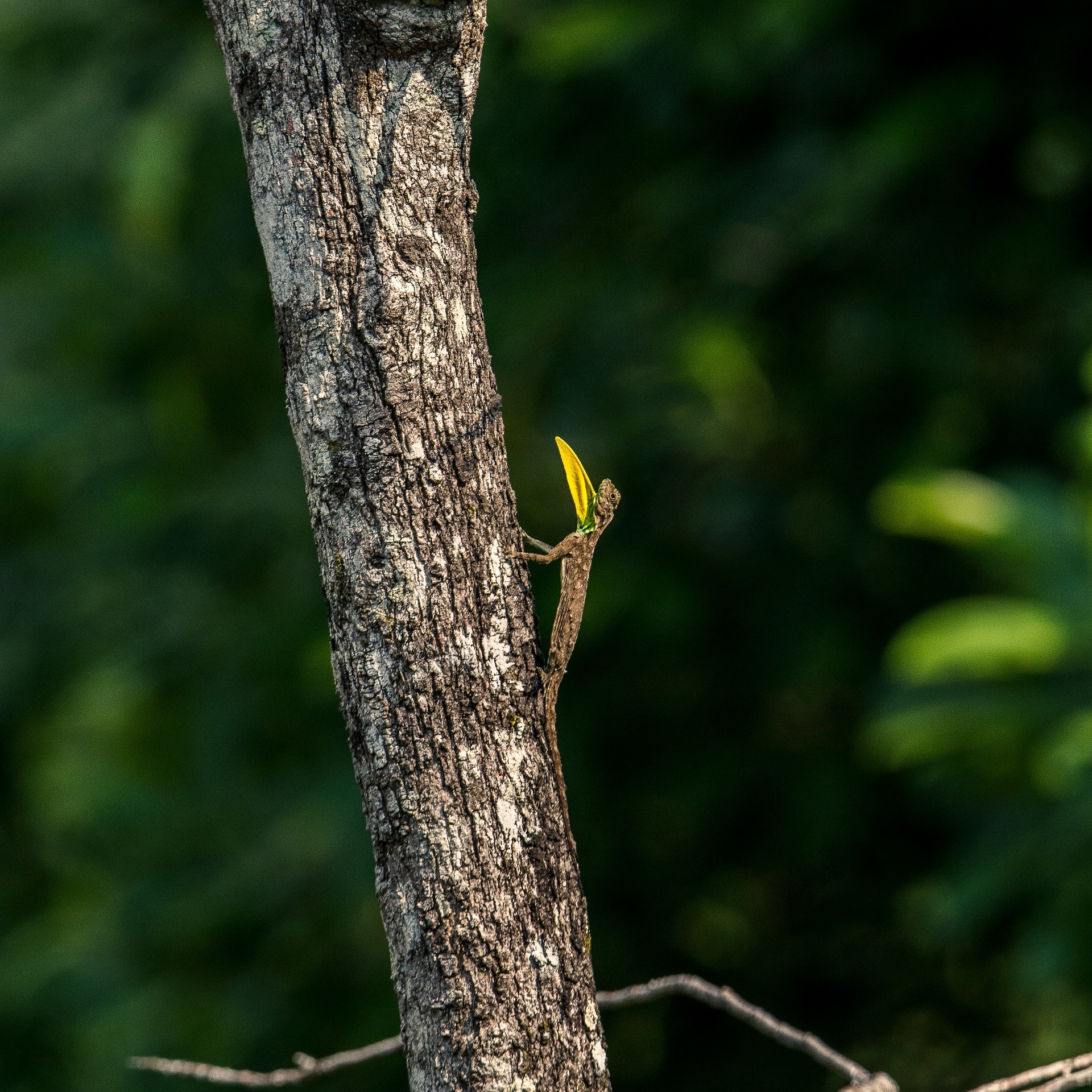 A male draco perched high up a tree, sending out a visual signal with its bright yellow-green dewlap. Photo: Samuel John
