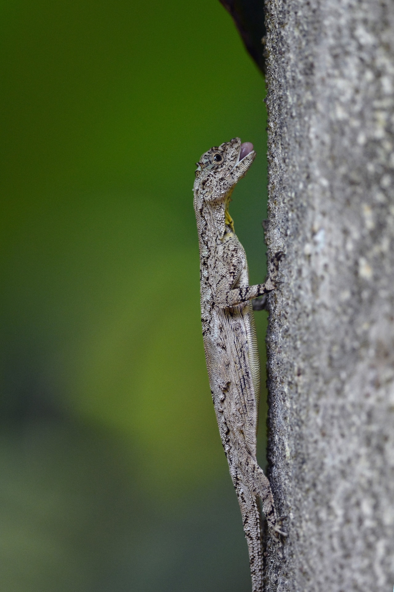 The draco lizard will often position itself on a tree trunk, beside a trail of ants on the move, ready to gobble up its favourite prey. Photo: Sudheendr Bhat
