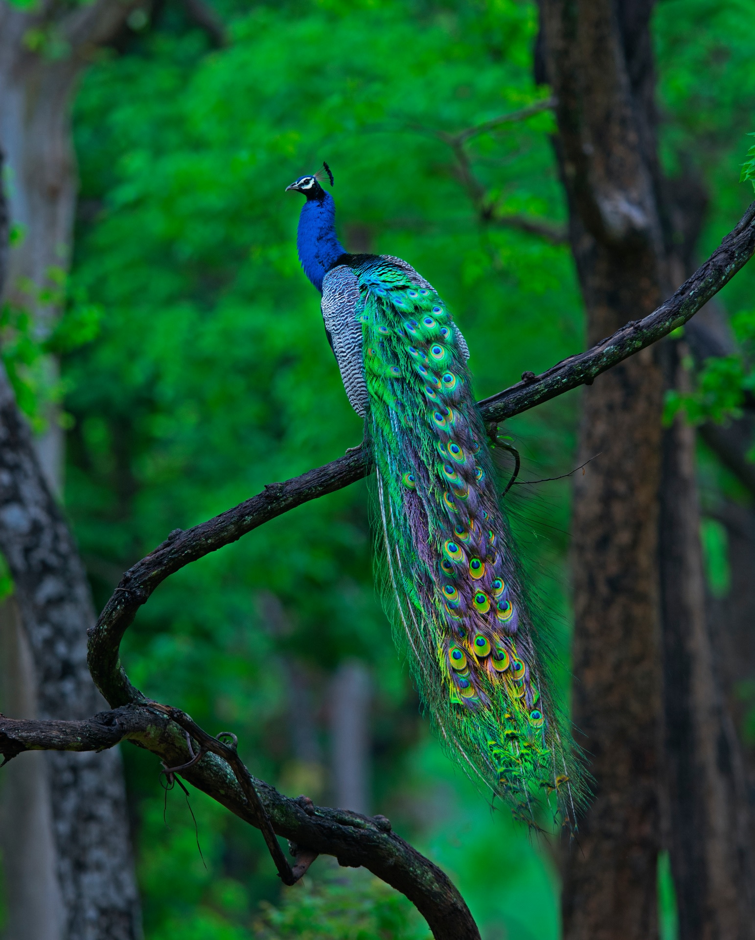 Peacocks displaying their gorgeous plumage were captured in Pench (top) and Bandipur (cover image) National Parks respectively. Photo (top): Dhritiman Mukherjee, Photo (cover): Santosh Kumar