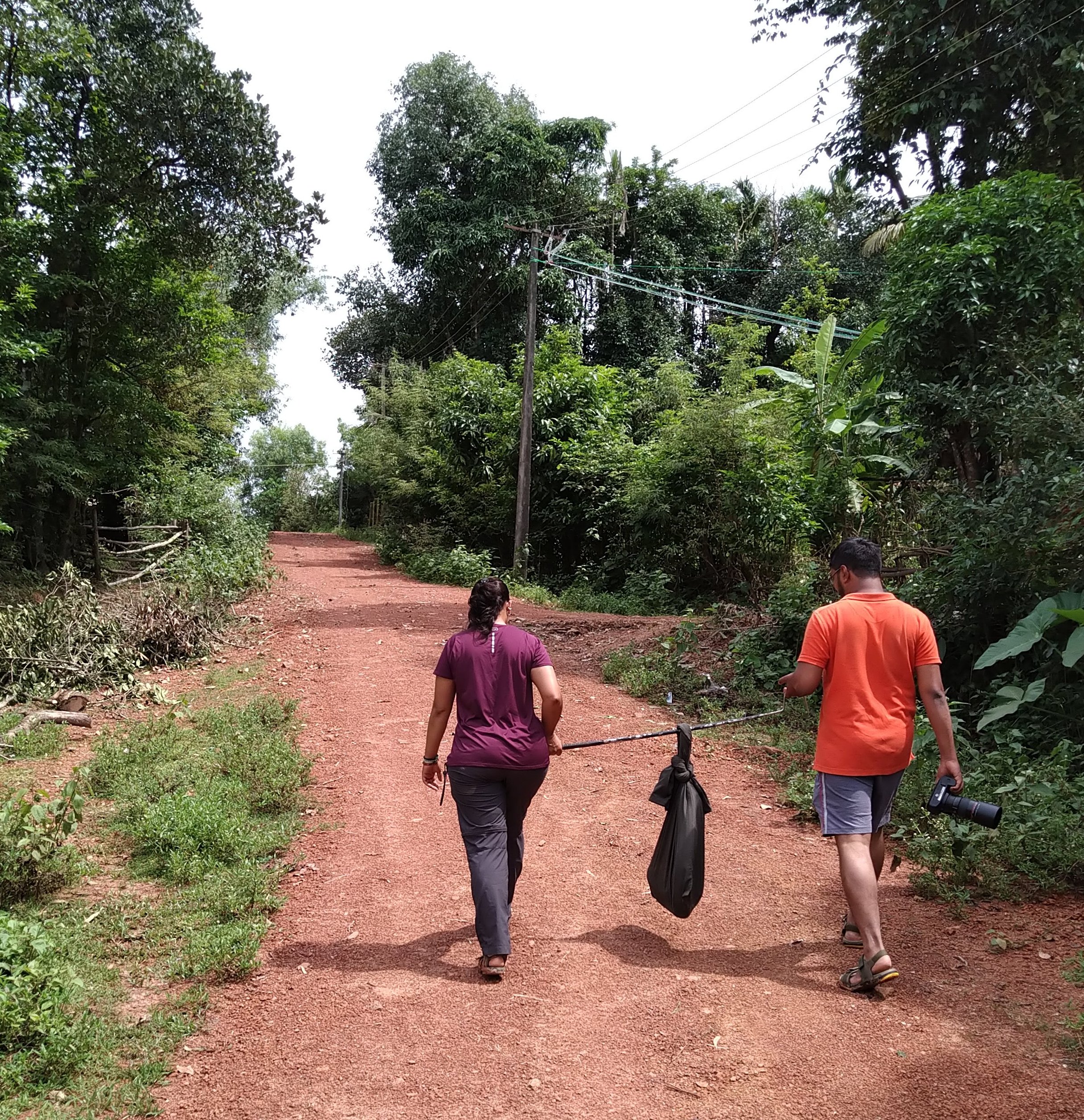 The king cobra was released in the vicinity of the village where it was found. Destruction of their habitat is one of the threats faced by this iconic species of the Western Ghats. Photo: Nisarg Prakash