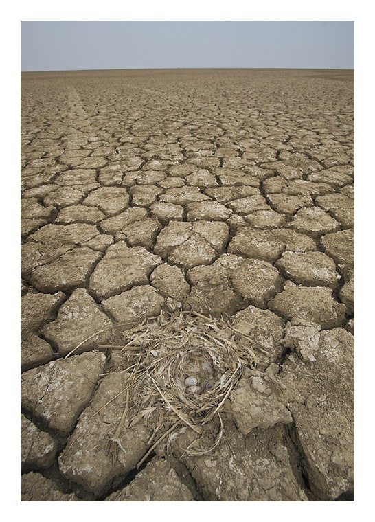 Off-road driving, as seen in this image from the Little Rann of Kutch, is a severe threat to the bird’s nests and chicks.
