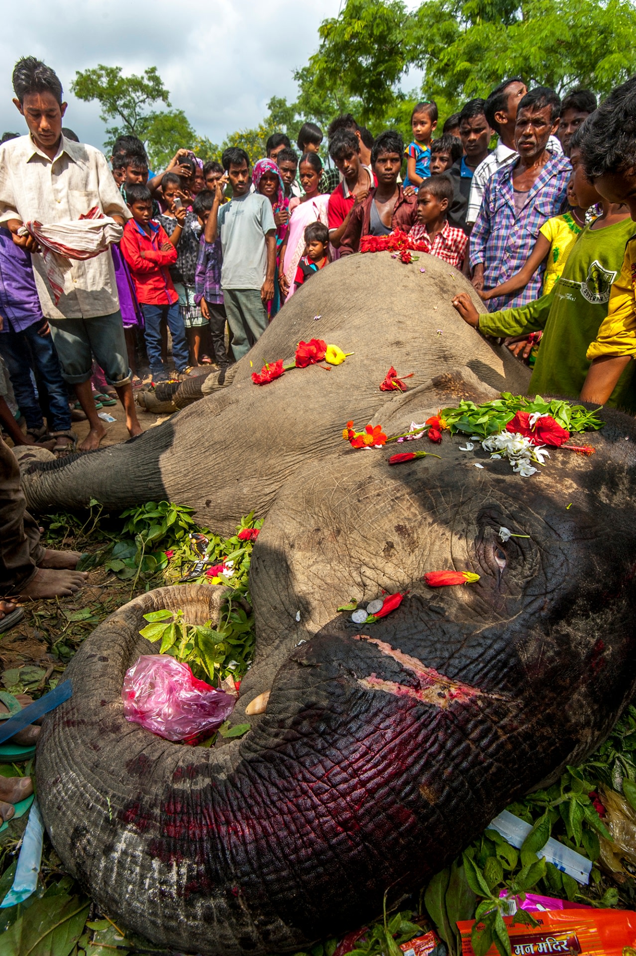 Villagers organise a funeral for an elephant that was accidentally electrocuted in Koothalguri tea state, near Hollongapar Gibbon Sanctuary. Elephant funerals are not uncommon and reinforce the bond between people and animals. Photo: Udayan Borthakur