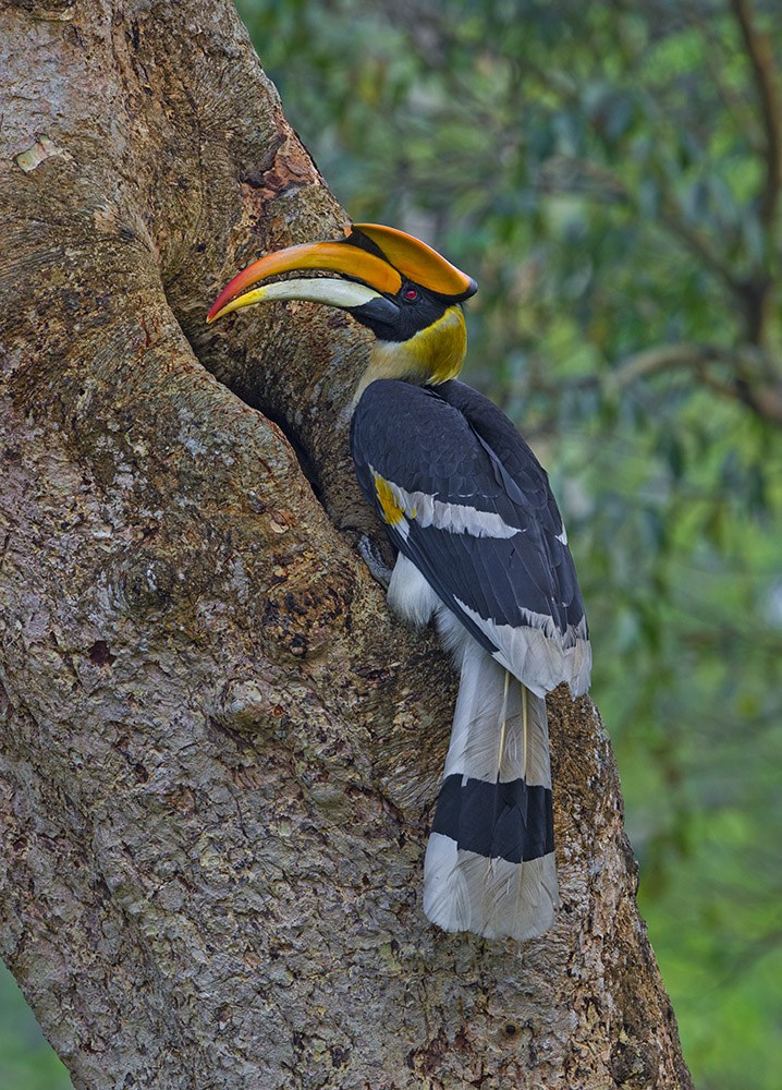 Over the last century, the greater adjutant’s population saw a dramatic decline, only to be revived over the last decade by grassroots efforts in local communities. Photo: Udayan Borthakur  Cover image: Dhritiman Mukherjee
