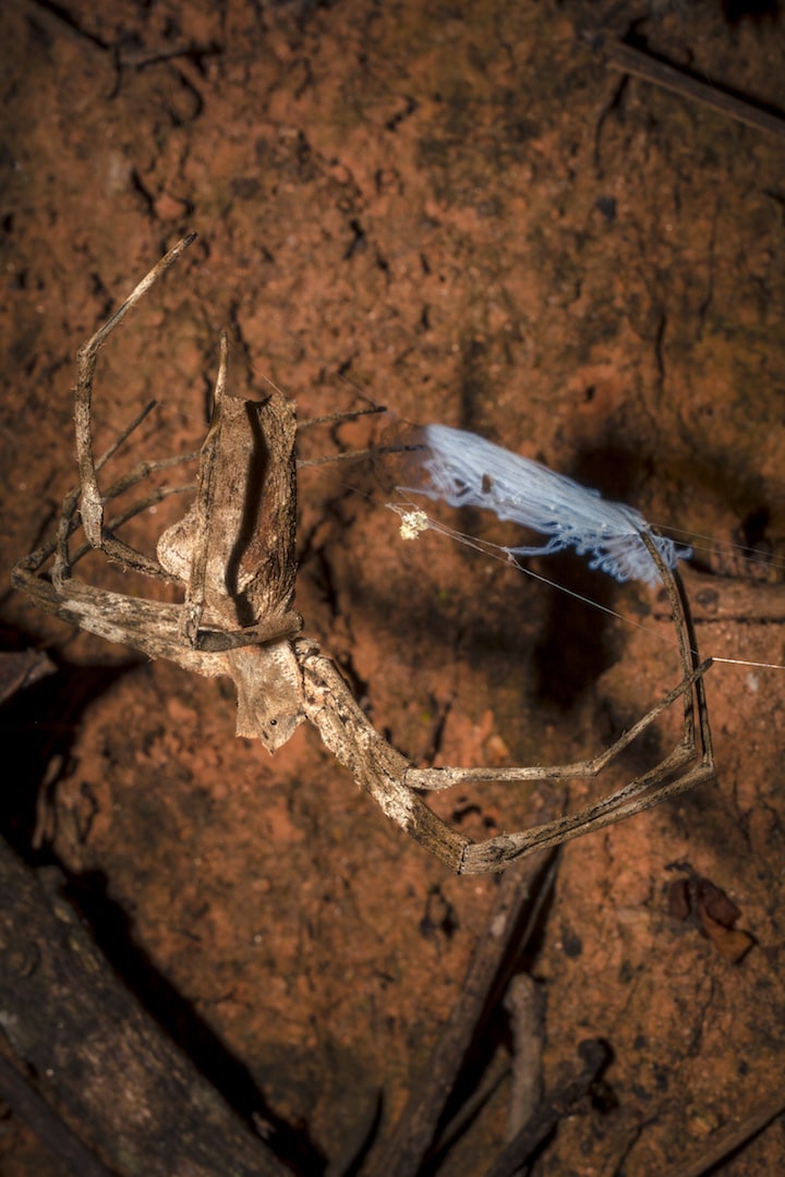 A net-casting spider weaves her trap in preparation for the night’s hunt. 