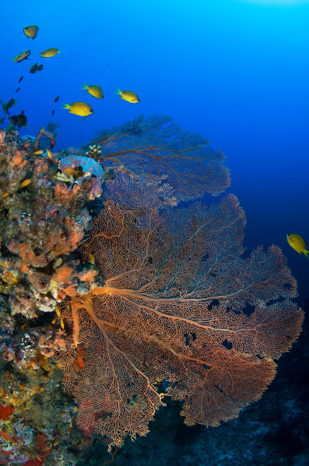 A sea fan grows off a rocky wall in a direction perpendicular to the dominant currents, maximising plankton intake while withstanding the force of the water movement. Photo: Umeed Mistry