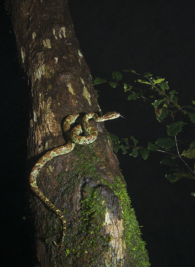 Male and female vipers vary slightly. Males are generally smaller, and slimmer than females. Based on anecdotal evidence and observations, Gerry says males appear to have duller, more mottled morphs, and are seen on ground level. Females however, prefer spending time up in the canopy, and display more vivid morphs. Their choice of micro-habitat makes them more vulnerable to deforestation, and their numbers are hard to estimate. Photo: Dhritiman Mukherjee 