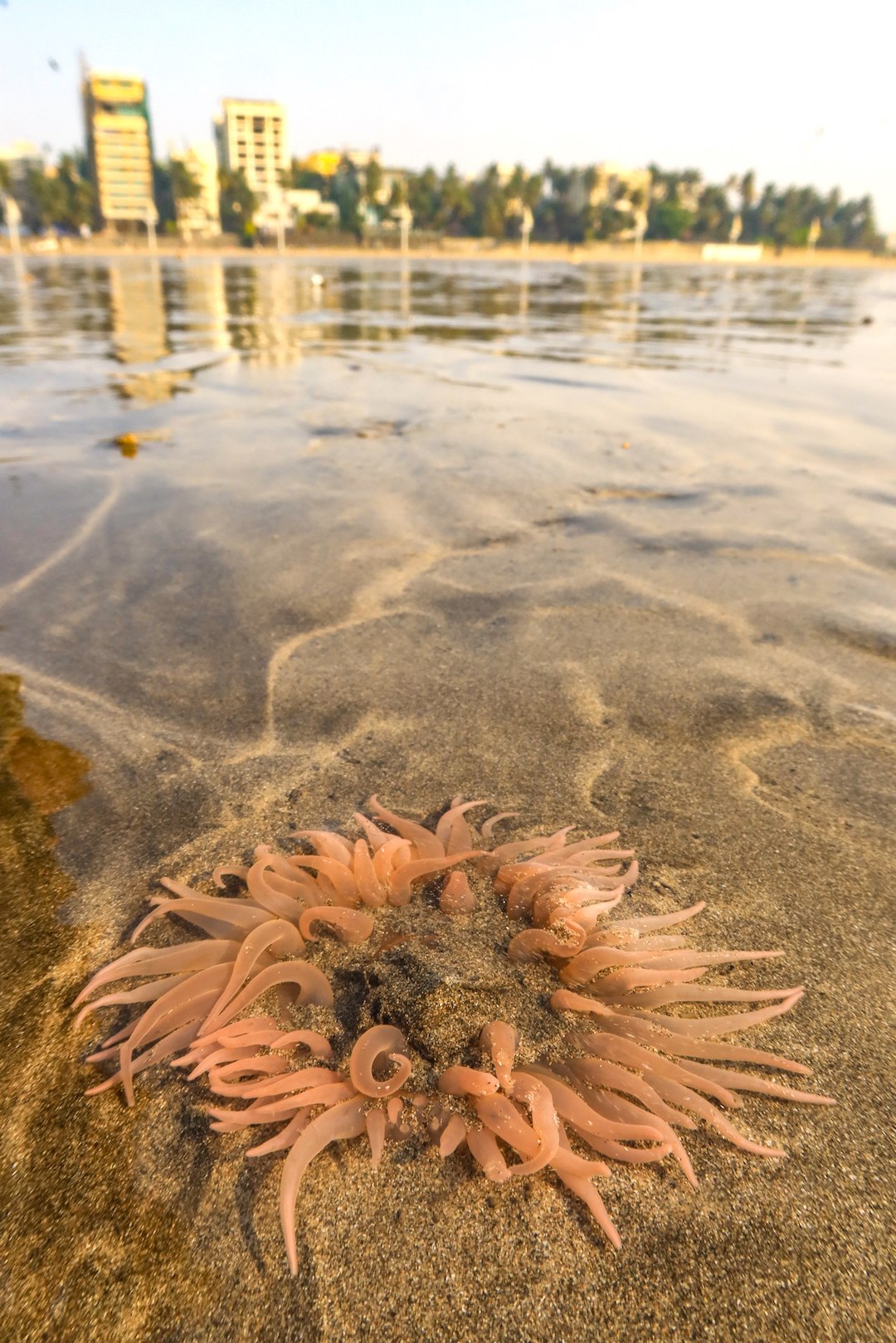 The sea anemone resembles a pink flower with petals that are tentacles bearing stinging cells used to paralyse prey. Photo: Gaurav Patil