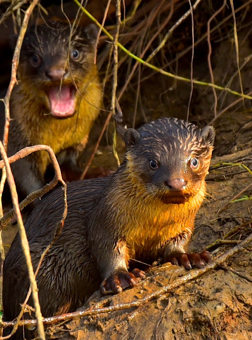 Female otters dig burrows for breeding, and produce litters of four or five; they maintain their den with the help of their mates.