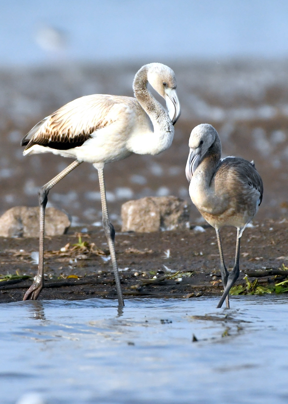 Young flamingos have brown plumage while adults are colourful due to carotenoid pigments derived from the food they eat. Photo: Richa Malhotra  