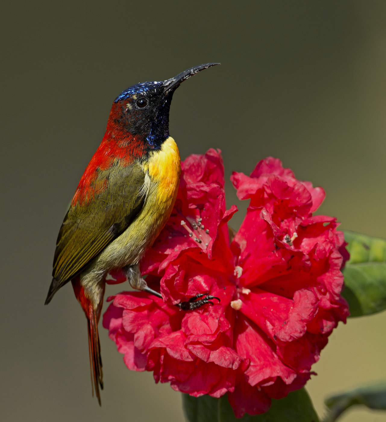 A fire-tailed sunbird feeding on Rhododendron arboreum flowers in Singalila National Park, in West Bengal. Photo: birajsarkar/Shutterstock