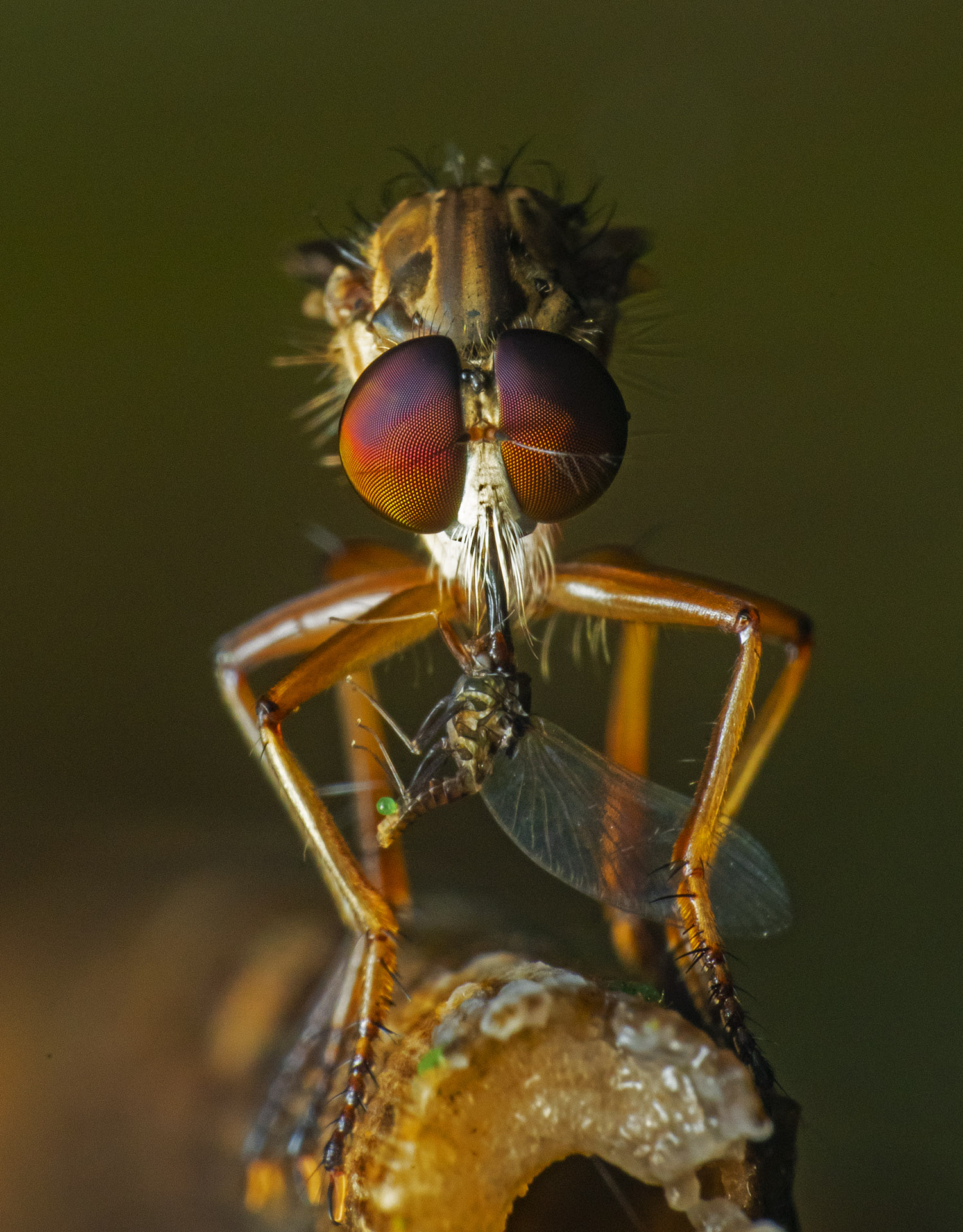 There are several such fascinating species in Agumbe that live intriguing lives. With its stout built, swift flight and special mouthparts, the robberfly is an agile predator known to feed on varieties of insects by catching them in flight. With their specialised mouthparts, they first stab their prey, inject toxin to kill, liquify its flesh and finally suck their slimy meal.