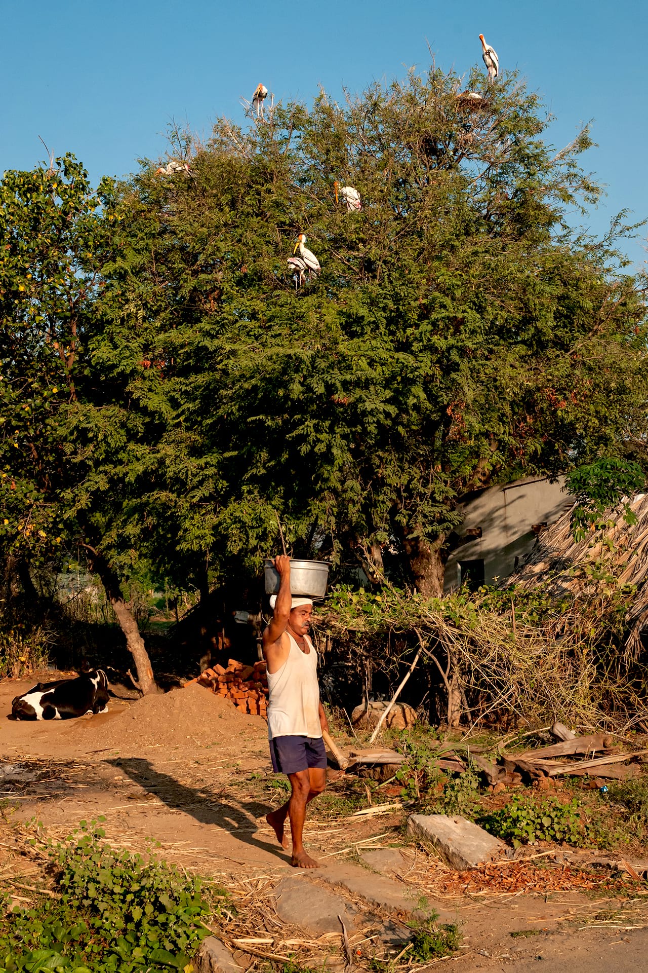 In the village of Kokkarebellur, Karnataka, sightings of painted storks on trees are commonplace. Photo: Bhargav Shandilya 
Cover photo: Painted storks fly long distances with twigs, leaves and other materials to make multiple repairs to their nests.  Cover photo: Ram Kumar T M/Shutterstock