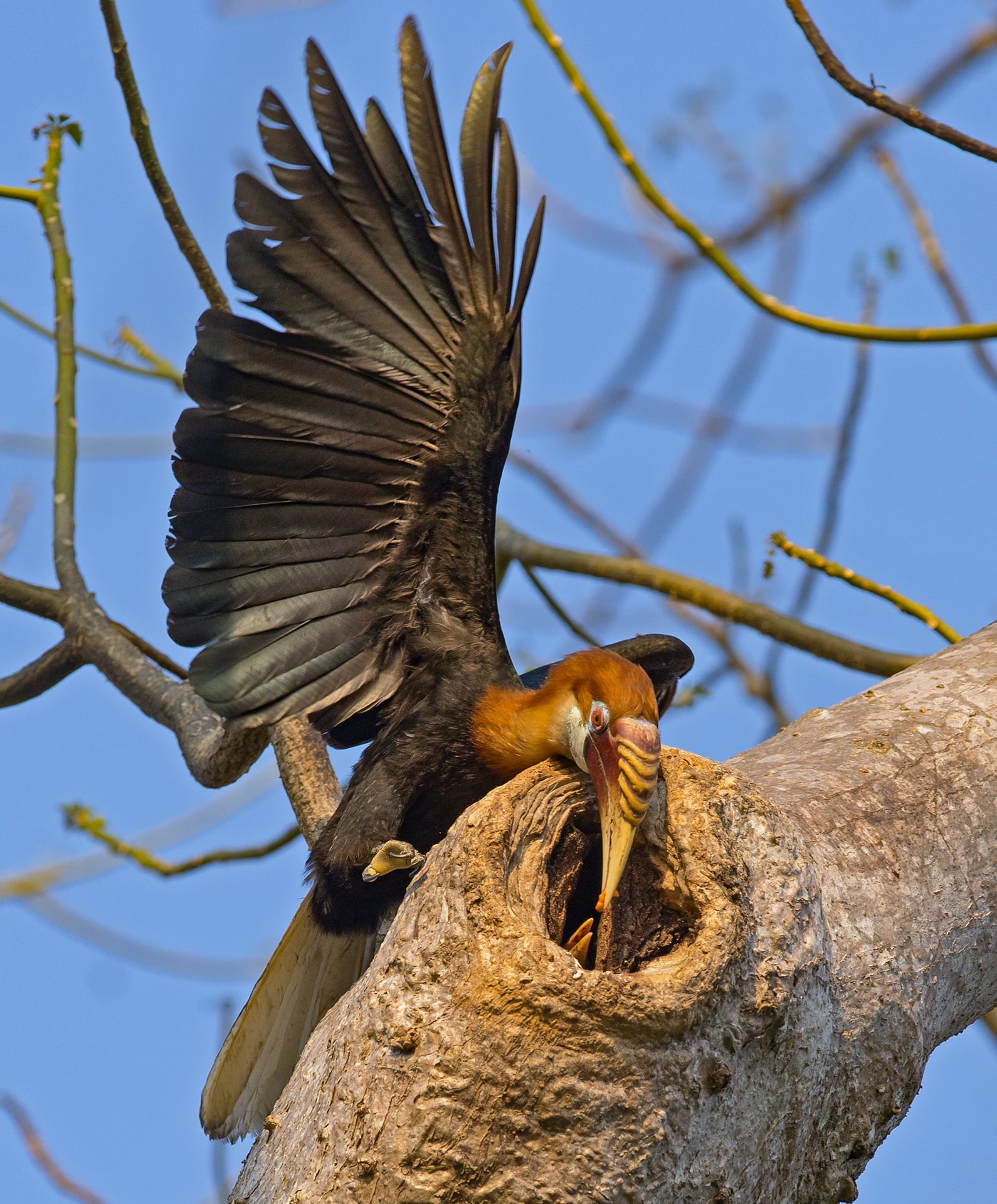 The age of a hornbill can be determined by the ridges on its beak. This bird, for instance is five years old. “We know for sure that they live at least nine-ten years, because we have seen the markings on the casque,” says Dr Manchi, “but we cannot say for certain what the life span of the species is until prolonged studies are conducted”. 