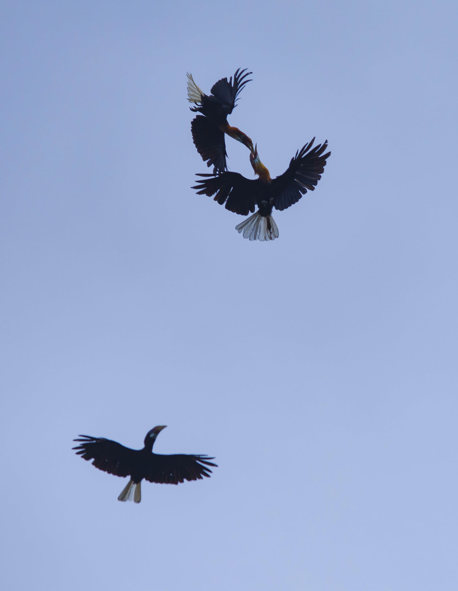 Narcondam hornbills breed between February and May, and aerial displays are a large part of the courtship at the start of the season. At this time of year, the birds can be seen flying high in the sky, often with fruit. Food is central to the courtship ritual of these hornbills, presumably because of their unusual nesting behaviour. 