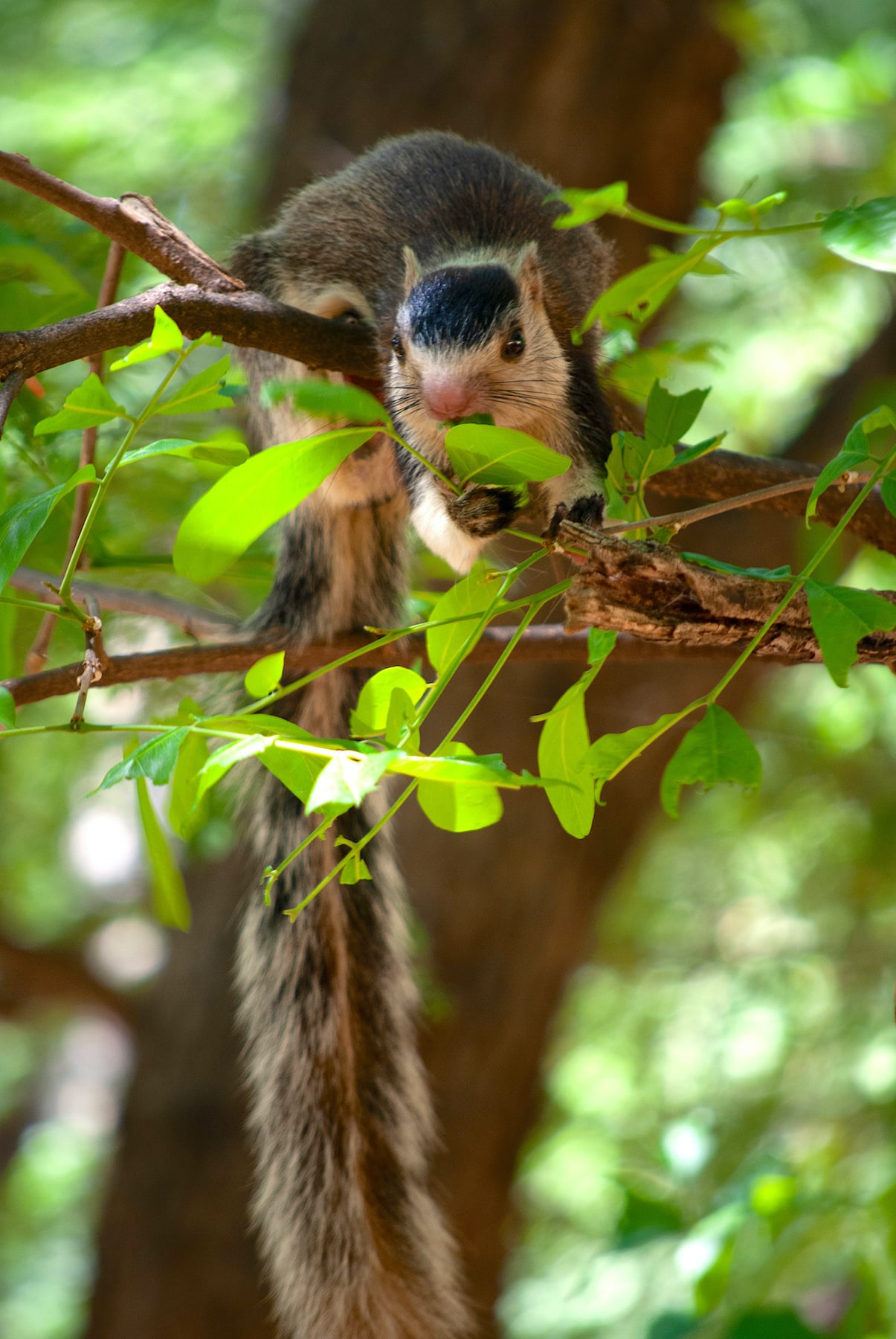 The grizzled giant squirrel uses its hind limbs to balance itself unlike its cousins — the Indian giant squirrel and the Malayan giant squirrel — which use their tails to balance themselves. 
Photo: Ipsita Herlekar
