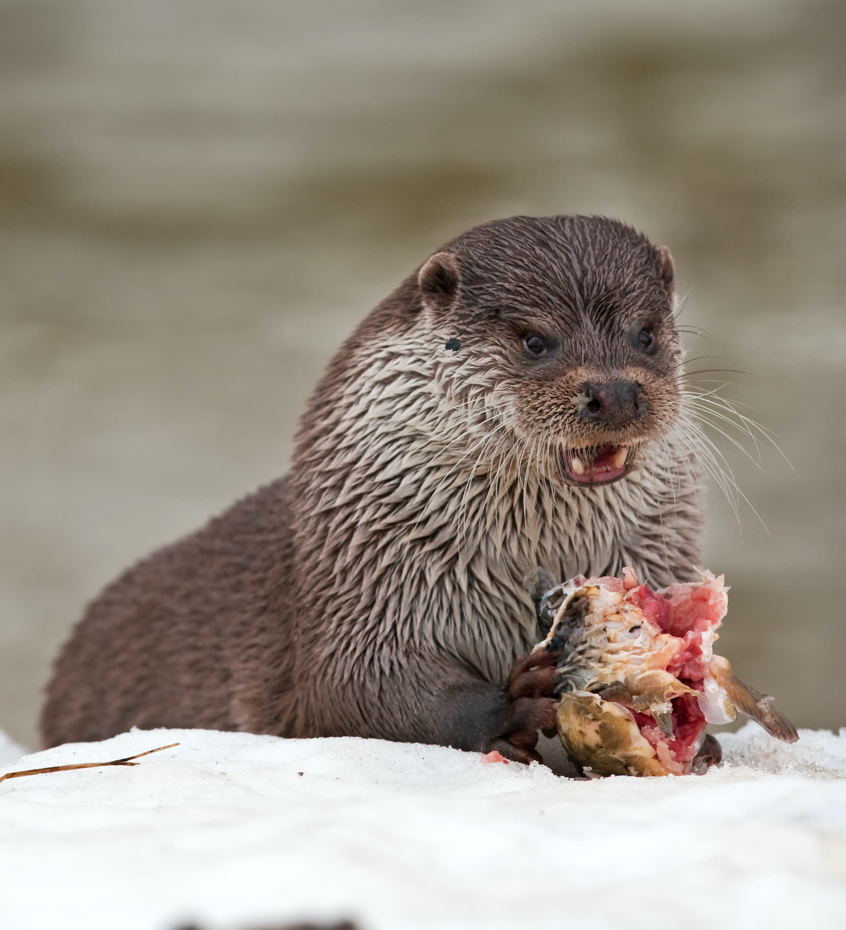 Eurasian otters, like all other members of the mustelid family, do not hibernate even in peak winter. Photo: Martin Prochazkacz/Shutterstock