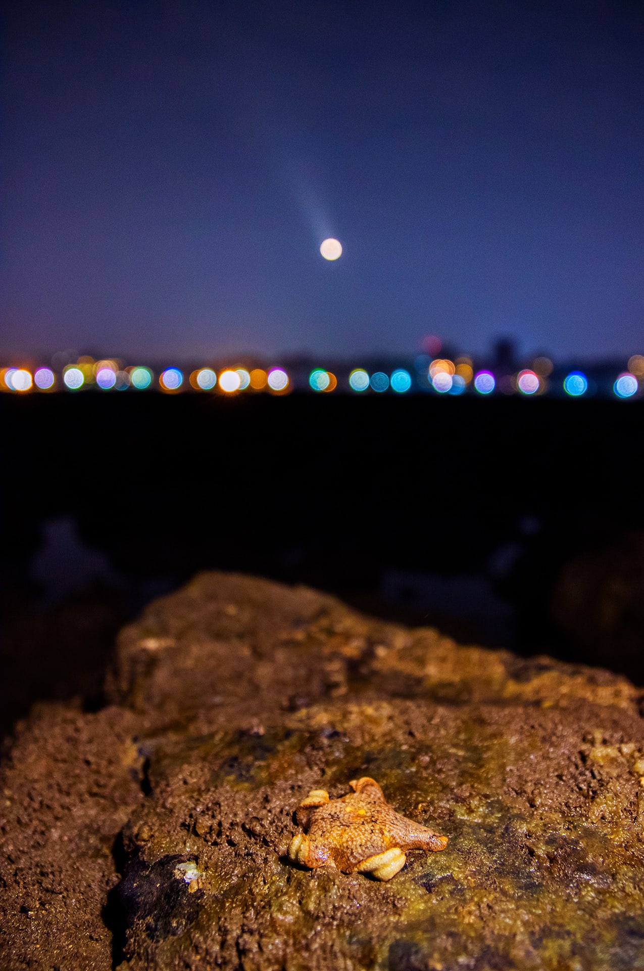 Juhu: A few kilometres from the residences of some of Bollywood’s biggest celebrities, are other stars that are also worthy of much fame. The sea star (starfish) has hundreds of tiny, tubular legs that allow it to navigate across the floor. If a sea star loses an arm to a predator, it can grow a new one. But here’s what makes them most fascinating — since most of their important organs are located on their arms, in some species, a sea star can regenerate itself even from a detached, bitten-off arm. 