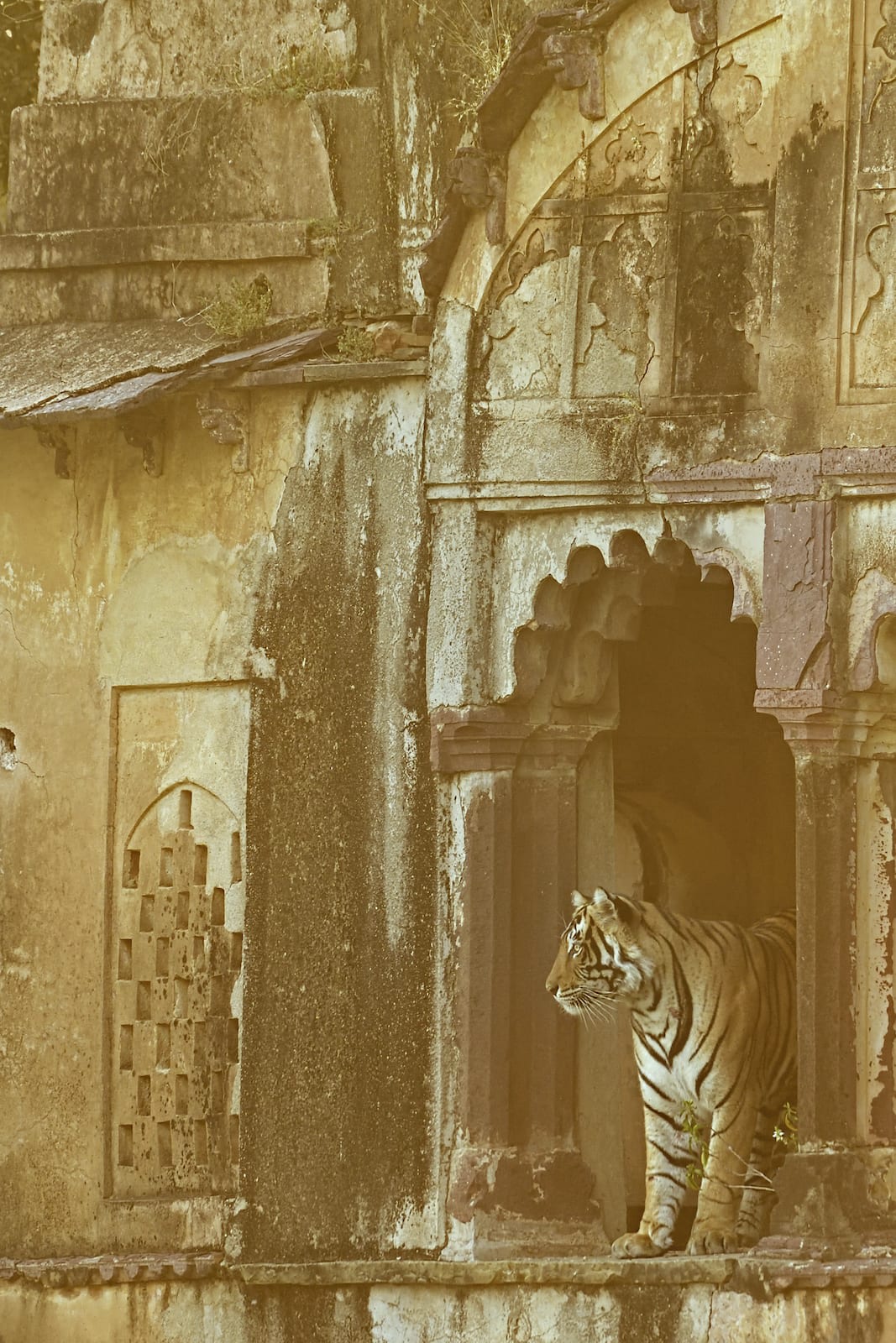 The Rajbagh palace, surrounded by the lake on all three sides is what gives the Rajbagh lake its name. One can see a massive jharoka (an overhanging balcony) that overlooks the lake, with the main building of the palace lying hidden behind this façade. Tigers are seen resting on this jharoka particularly on hot summer days as a gentle summer breeze usually keeps this structure cool. If you are lucky, the tigers may even stand up and pose for you.