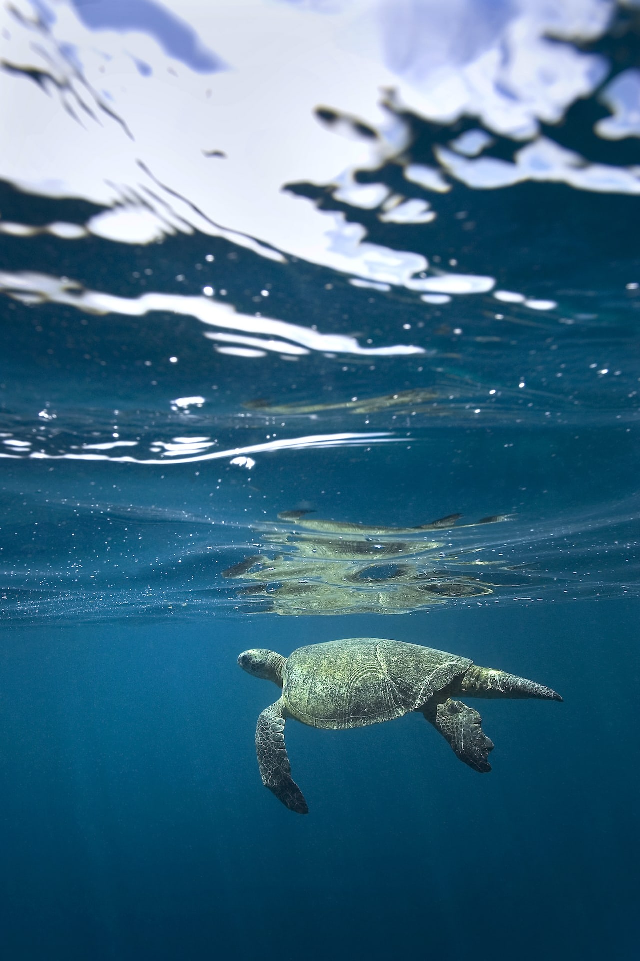 In places where they perceive human beings and boats as a threat, many turtles are wary of the surface. Ideally, an undisturbed turtle will exhale at the surface and sometimes spend a little while taking a couple of breaths before inhaling for its next dive back down to depth. But if chased or threatened, turtles will often delay their breathing and swim some distance away before surfacing. The best way to interact with turtles in their habitat is to slow down, give them room, refrain from touching them, and allow them to come in for a closer look if they feel the curiosity to do so. 
