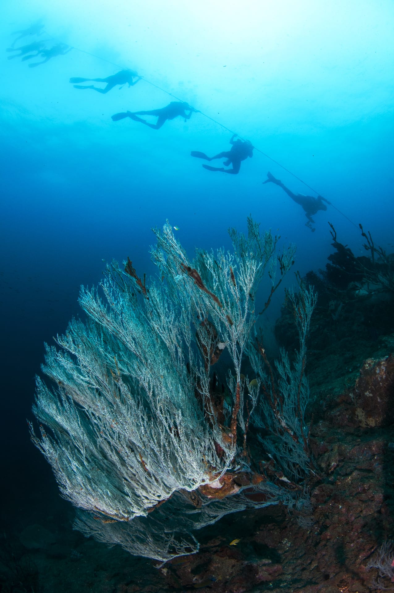 The fabulous underwater landscape of the Andaman and Nicobar Islands is the preferred destination for divers in India, especially between January and May when calm waters allow excellent visibility. Photo: Umeed Mistry  Cover photo: In the peaceful calm of the world under water, an image of a diver is reflected in an air bubble. Cover photo: Vardhan Patankar