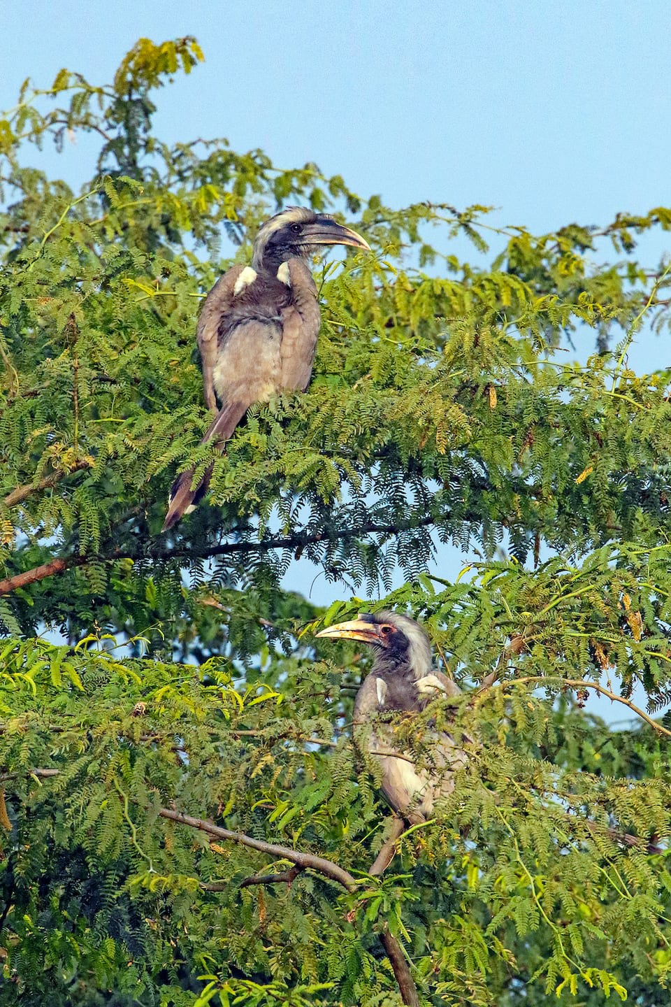 Indian grey hornbills form monogamous couples and are often spotted in pairs on fruiting trees.