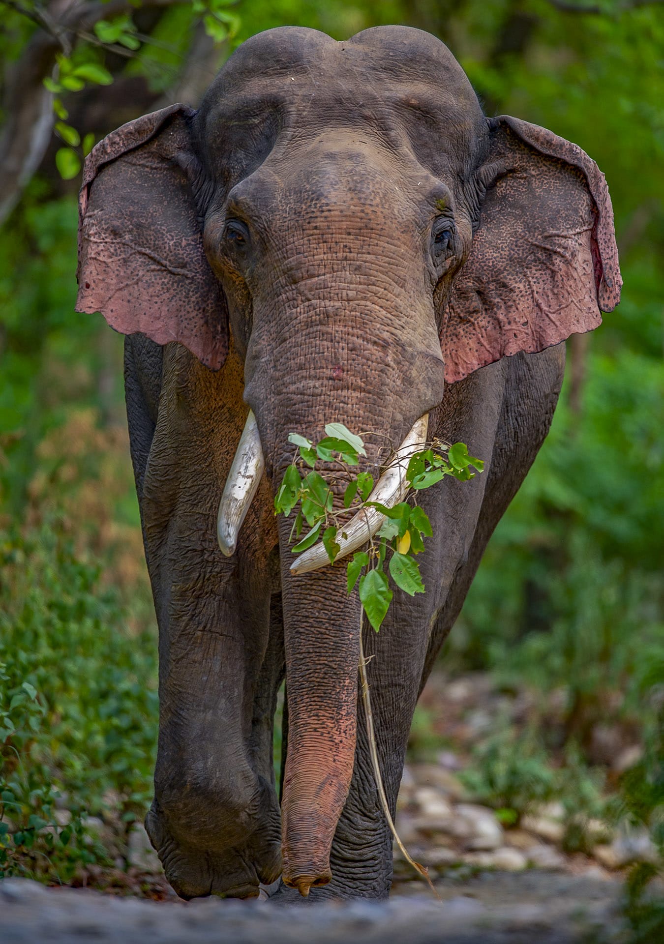 Older males, tend to live a more solitary existence, remaining largely unattached to groups. “There is a big difference between solitary and alone,” stresses Lakshminarayanan. “Alone is an absence of social interaction, like a hermit, completely cut off from others.” Solitary animals on the other hand, do engage in social interaction, but remain largely independent. 