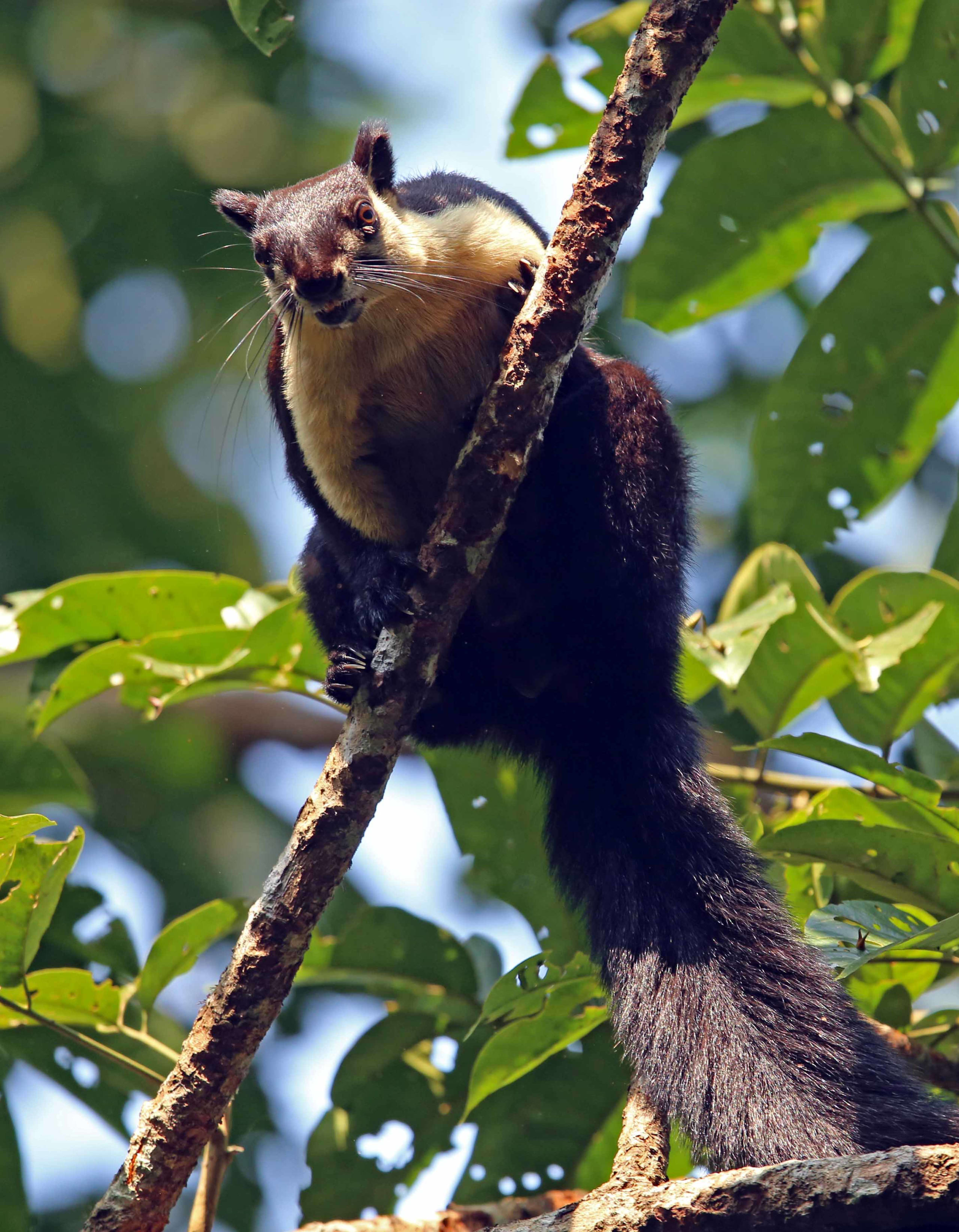 Black giant squirrels or Malayan giant squirrels live in Northeast India. They have black or dark brown upper parts and buff underparts. Like other giant squirrels, they are solitary animals but can be seen in pairs or groups during the breeding season when they build large spherical nests, of leaves and twigs, in which to raise their young.  Photo: Surya Ramachandran

