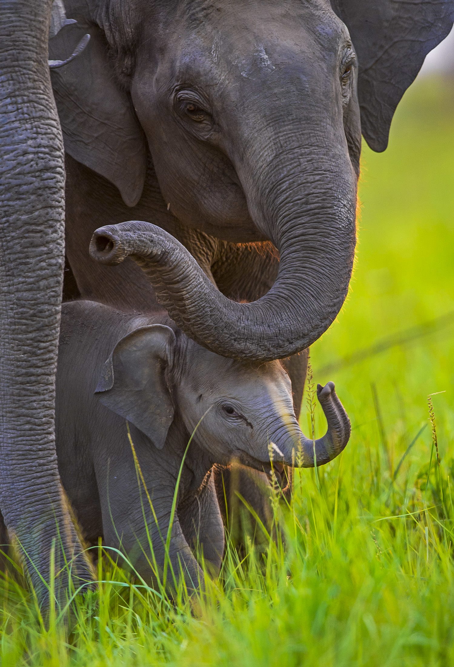 Like many other animals, elephants engage in “love play”, says Joshi, which includes mixing of bull elephants in the group, selecting a prospective partner to mate with, the smelling of genitals, sniffing urine and dung, touching the trunk especially the temporal gland, and discharge of urine. “Long duration of love play and secretion of urine are important factors” promoting successful mating behaviour, he states.