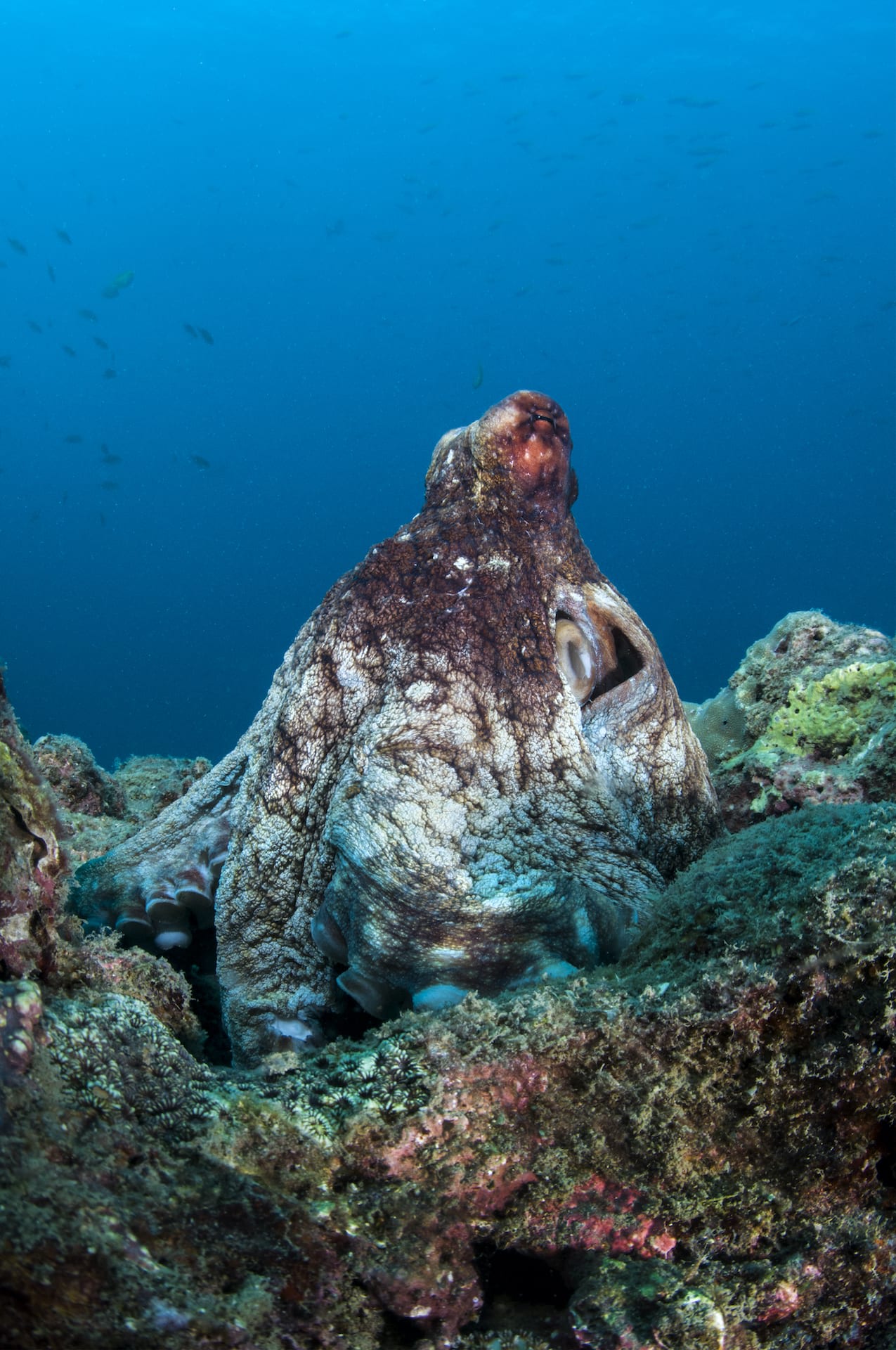 Octopuses use their eight limbs to crawl along the ocean’s floor, sticking their arms into gaps and holes in search of food. This photograph was taken on the Andaman reefs, where the common reef octopus (Octopus cyanea)  is widespread, though it is hard to conclusively identify the octopus in this frame. Photo: Tasneem Khan  Cover photo: The octopus is a round-bodied, eight-armed mollusc that lives on the ocean floor. Occasionally some species step out of the sea to hunt in tidepools. Cover photo: Dhritiman Mukherjee
