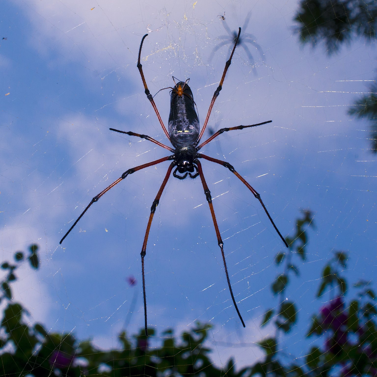 A male Nephila kuhli (small red spider) is seen climbing down the back of the vastly larger female of species. The male continued to move up and down the length of her abdomen while gently touching her with his spinnerets. 