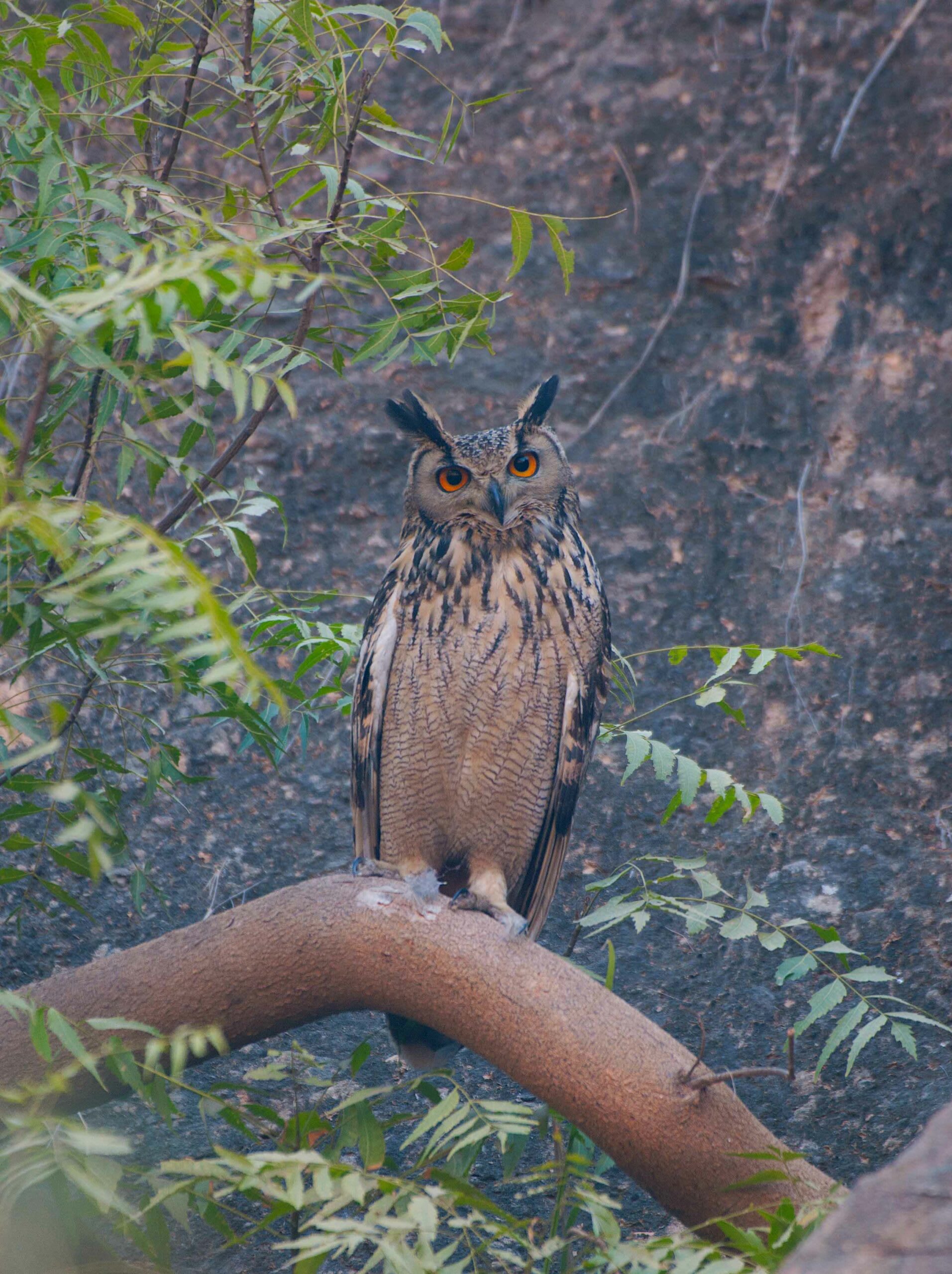 (Top left) The jungle nightjar (Caprimulgus indicus), a nocturnal bird, may sometimes be seen at night, sallying and catching insects close to nightlamps. (Above right) Blue-cheeked bee-eaters (Merops persicus)  can be spotted near waterbodies and marshes. (Above) The Indian eagle owl (Bubo bengalensis) is the star resident and a master of camouflage inhabiting rocky cliffs and ravines. Photos: Abhishek Gulshan 