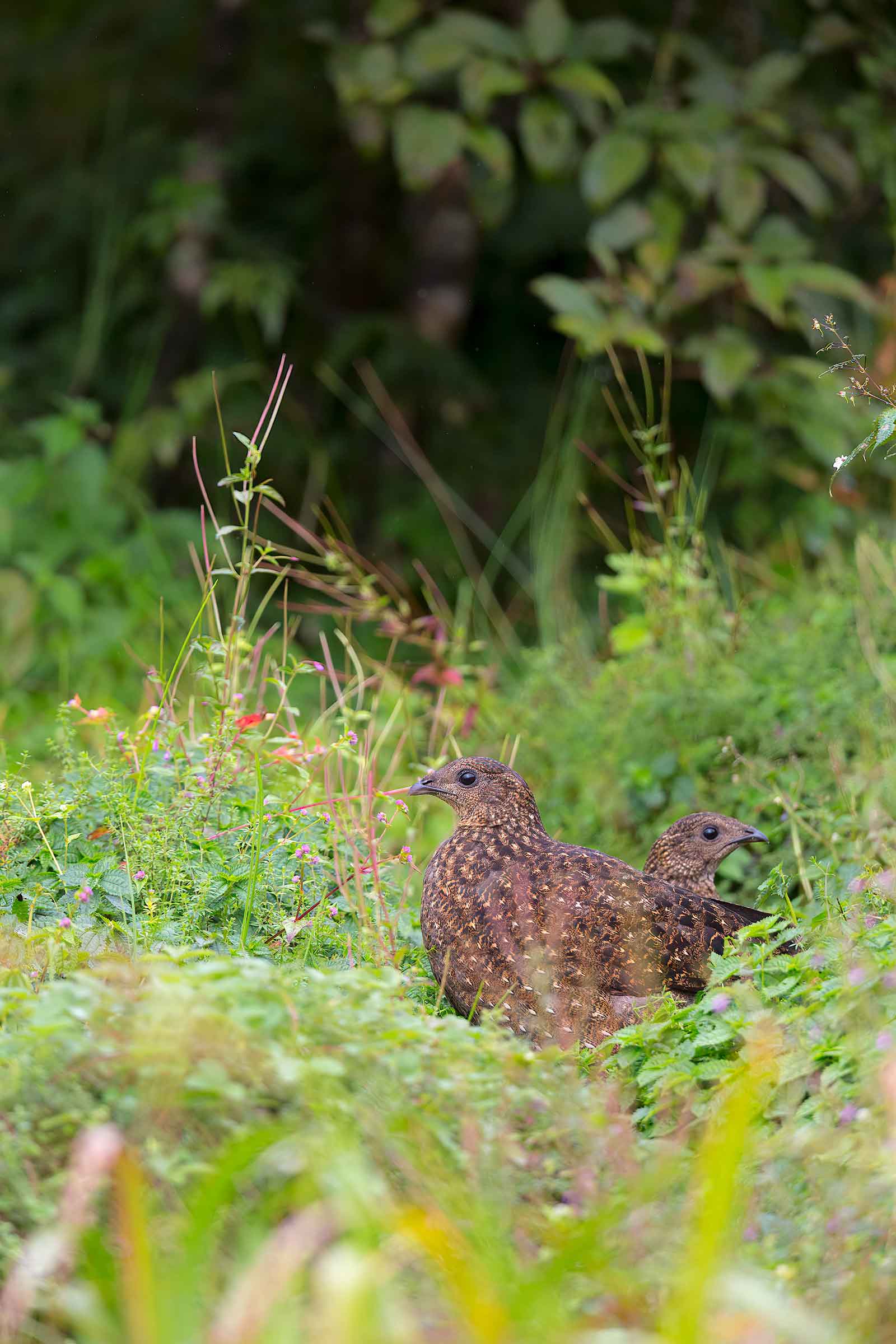 The satyr tragopan is usually solitary but may also be seen in pairs, foraging actively in the morning and late afternoon. Its diet comprises young leaves and other edible parts of plants (like berberis and rhododendron), as well as mosses, lichens, grasses, and insects. These two females were photographed at Zuluk, Sikkim. Photo: Arindam Bhattacharya