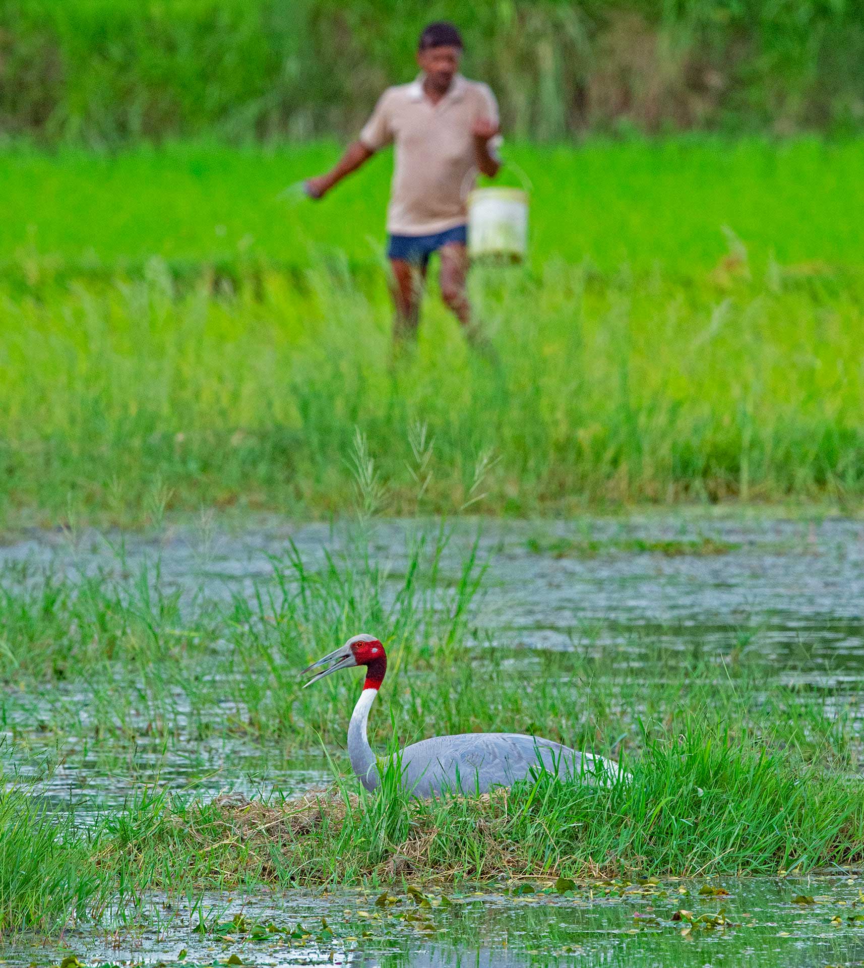 Farmers may tolerate the crane’s presence, but farming methods such as the indiscriminate use of pesticides is likely to affect the crane. “If you look at the feathers and eggs, of course, you will find pesticide in them,” says Dr Sundar, “because even human beings cannot escape this.” 