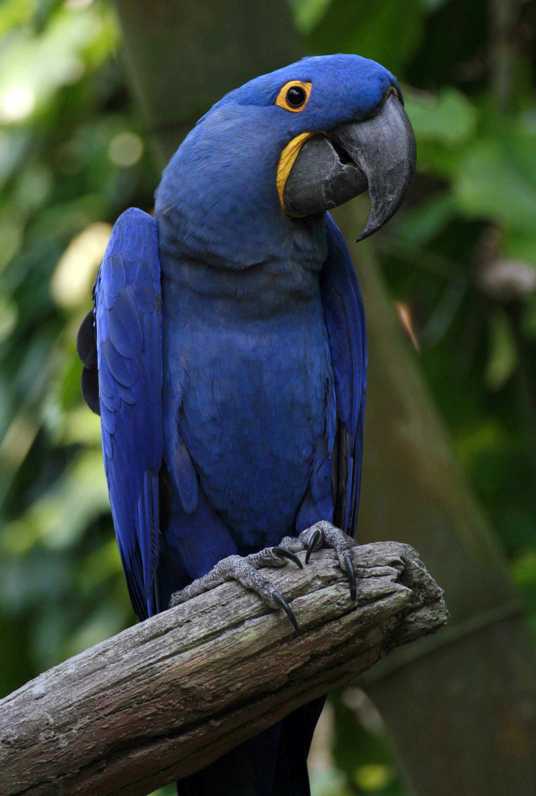 Six blue macaws were seized in Lailapur. The hyacinth macaw is found in central and eastern South America. Photo by Hank Gillette/ Wikimedia Commons.