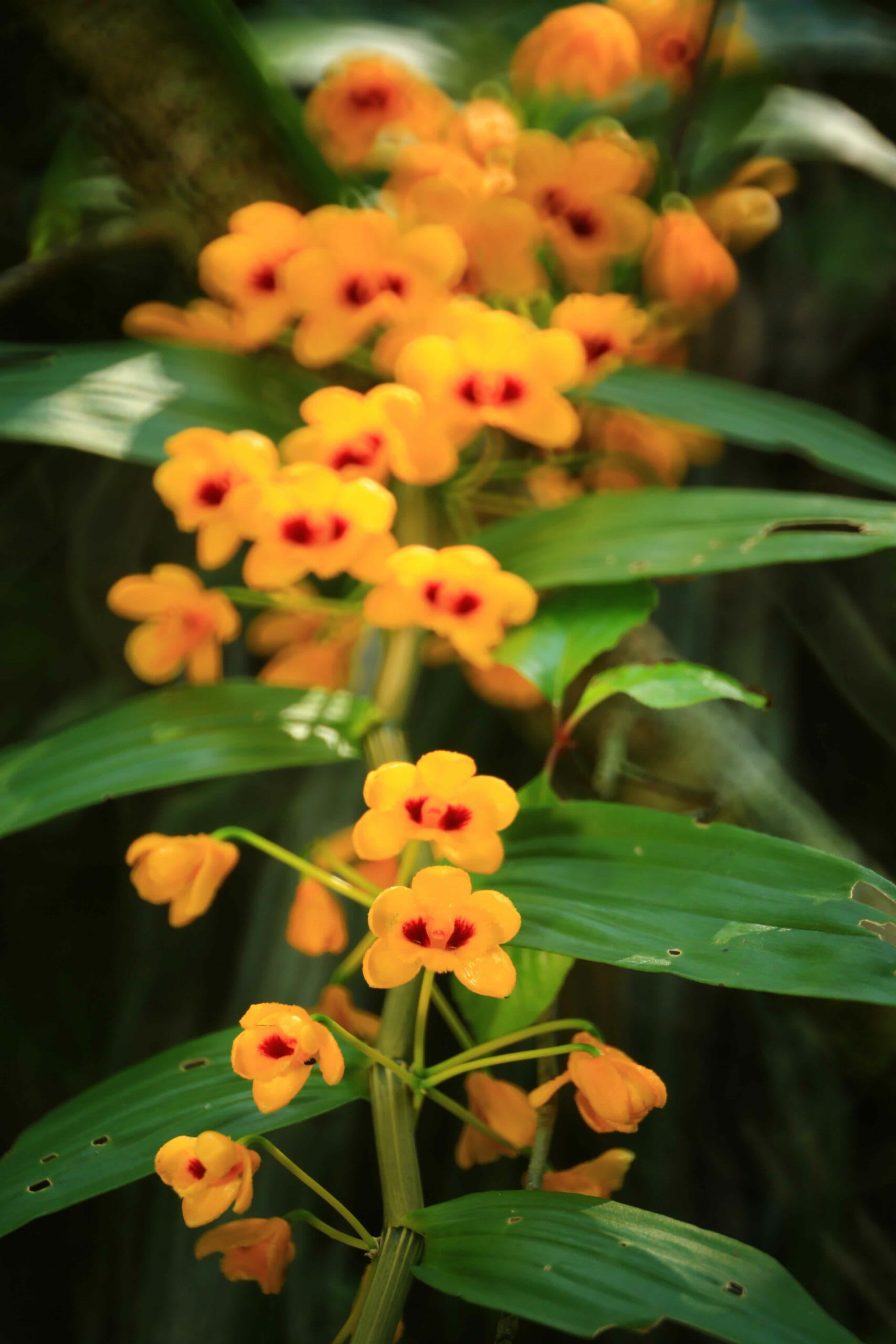 Dendrobium chrysanthum. Photo: Jamikorn Sooktaramorn/Shutterstock