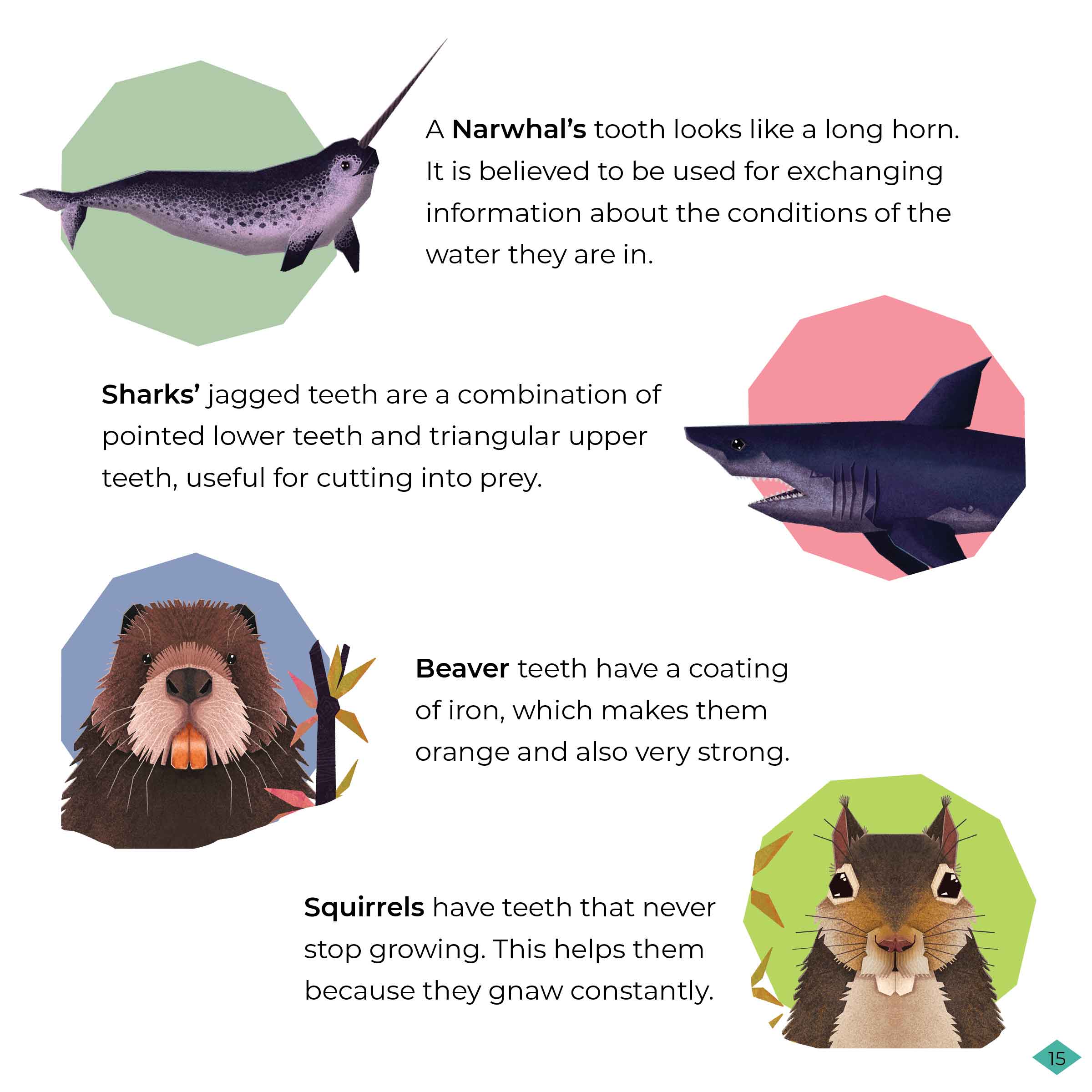 The last pages of the books contain fascinating nuggets of information on the variety of teeth, claws, beaks showcased within it. 