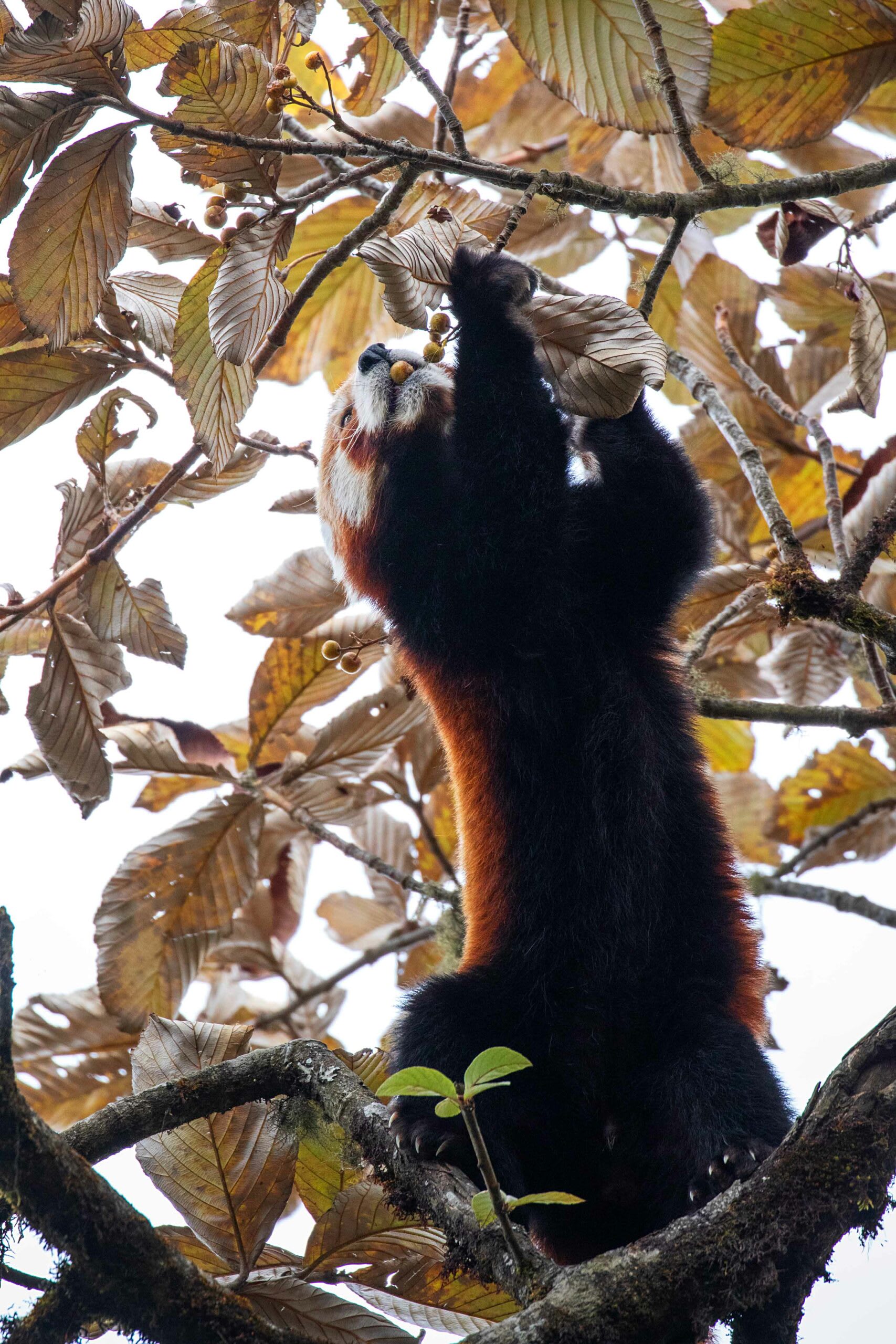 Red pandas have all the characteristics of a carnivore but do not eat meat. “They have canine teeth and a very short gut,” says Pradhan, “and yet, they eat bamboo leaves. They also have pseudo thumbs, developed to hold bamboo stems.” Photo: Sourav Mondal