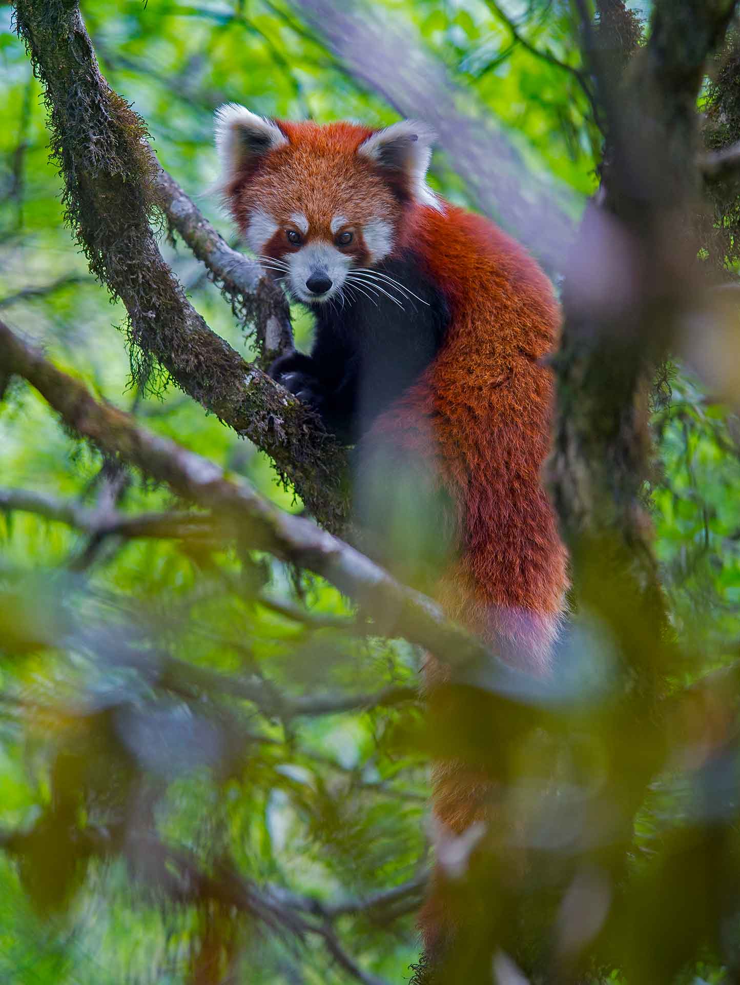 Pradhan believes there is a great opportunity for ecotourism and conservation to go hand in hand. “In Singalila, there are people that take travellers on walks to see the panda,” she says, “and because of the work that they do, they are also monitoring the species, so they know when there are births and mating. If people see how lucrative it can be for them to conserve their habitat, they will do it.” Photo: Dhritiman Mukherjee