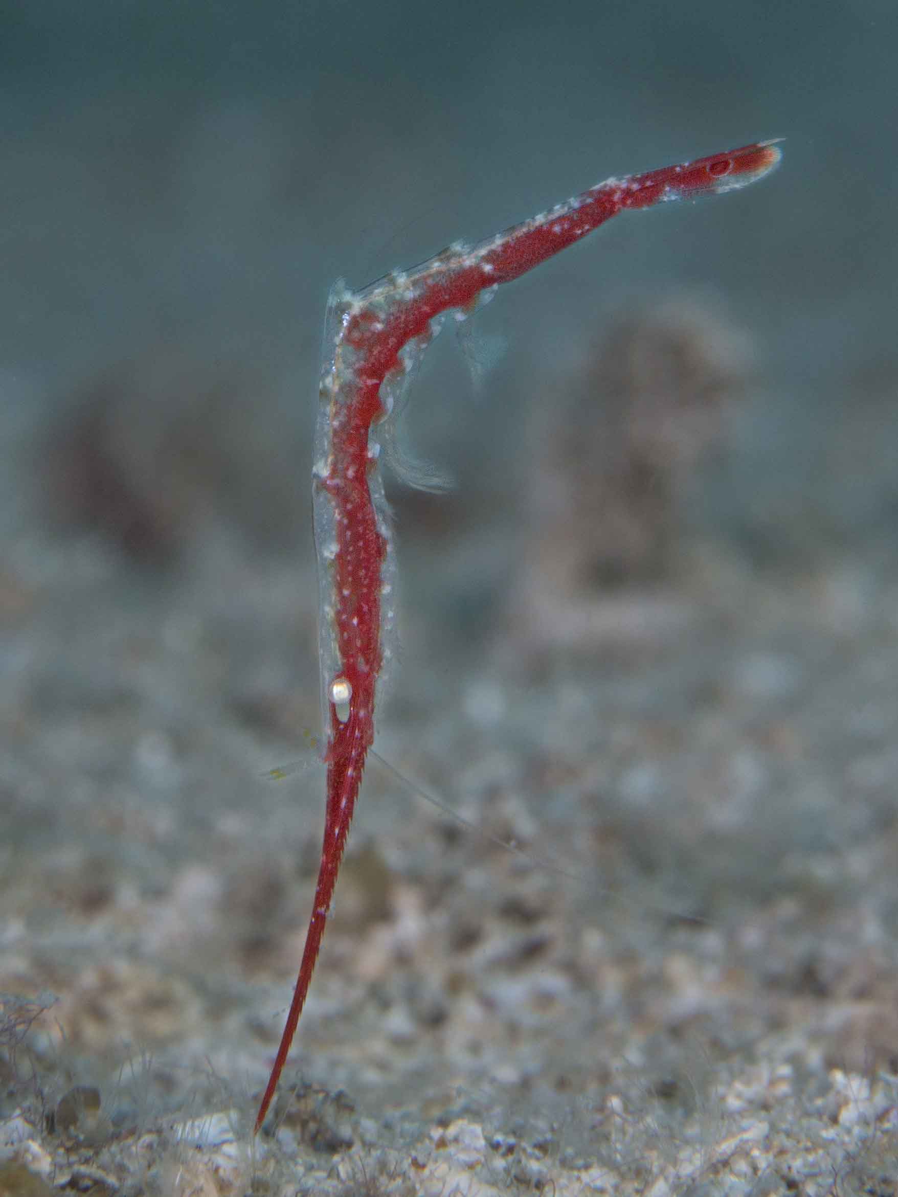 Just when you think you have understood all there is to know about shrimps — what they look like and where to look for them — a tozeuma shrimp (Tozeuma lanceoatum) drifting over a featureless sand bed like a speck of debris will take you right back to where you began.  Tozeuma shrimps camouflage well with corals, echinoderms, and algae and equally well with inanimate objects. In the absence of immediate shelter to hide, these shrimps still manage to go unseen due to their strikingly nondescript appearance. Photo: Vikas Nairi